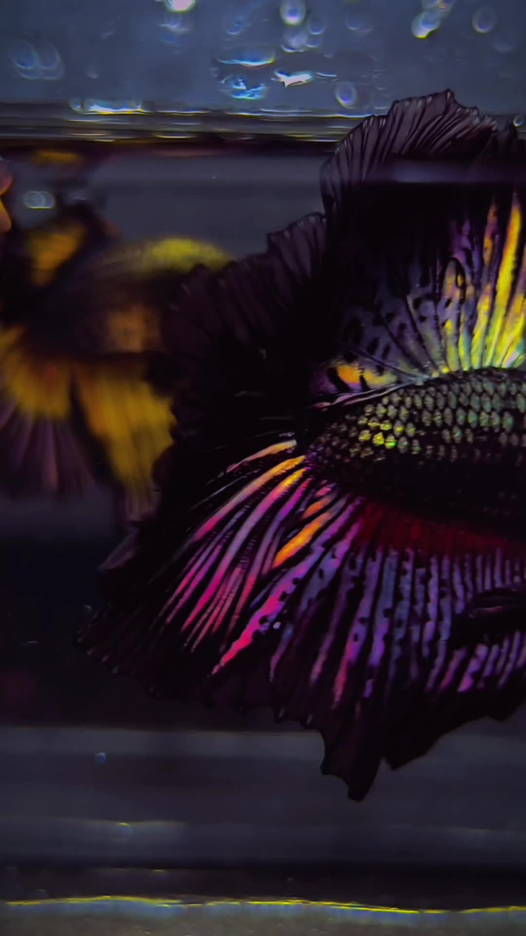 Dive Into Tropical Elegance