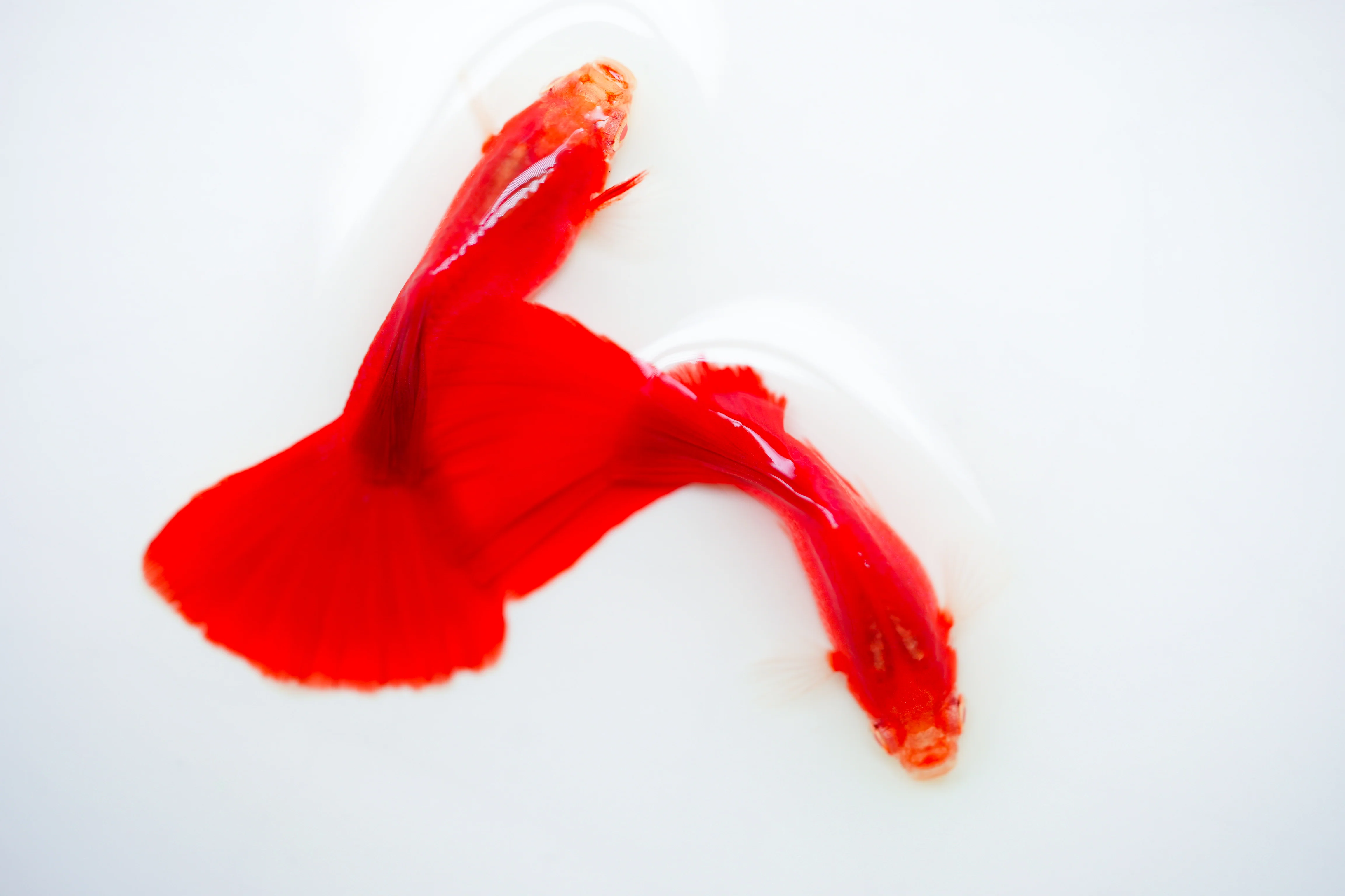 Albino Full Red Big Dorsal Guppy Fish - Image 12