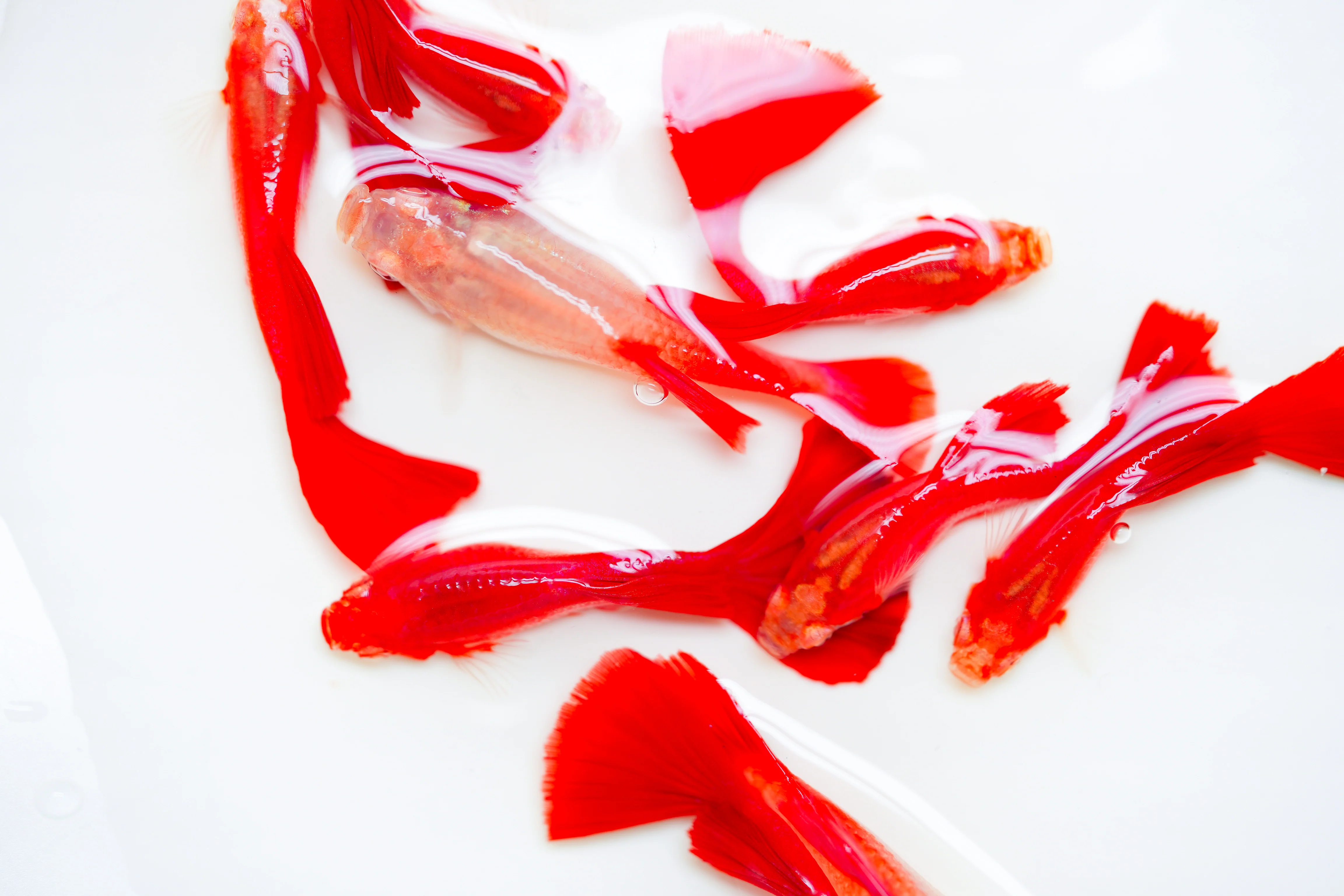 Albino Full Red Big Dorsal Guppy Fish - Image 13