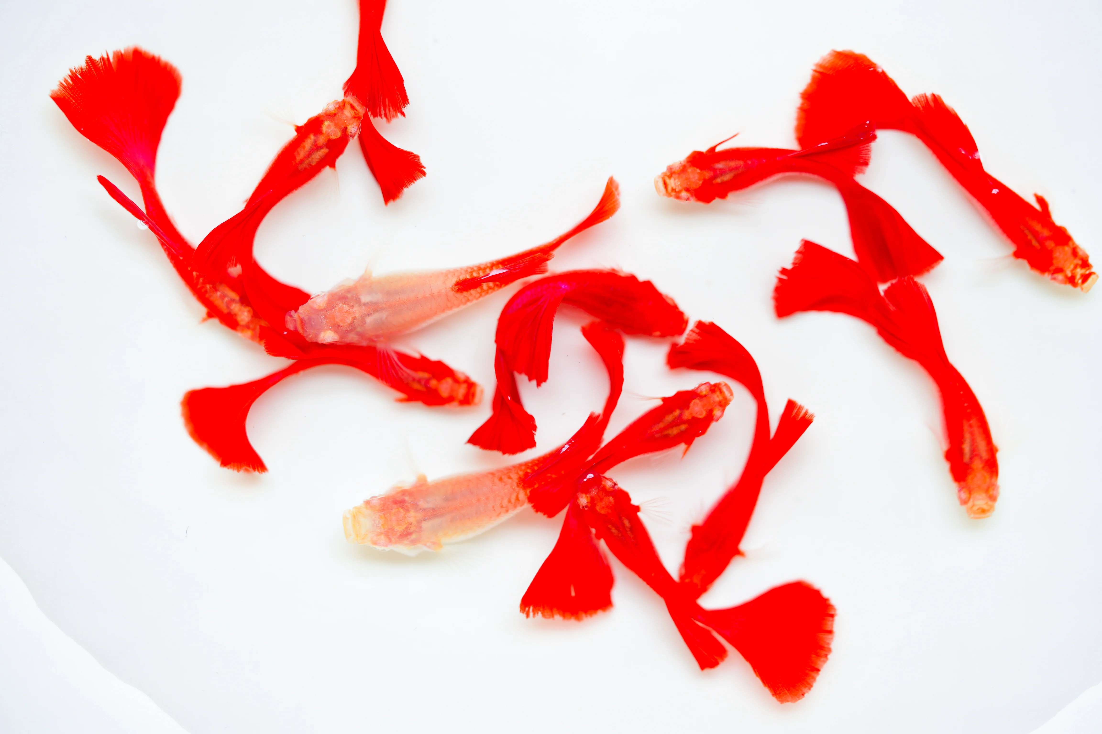 Albino Full Red Big Dorsal Guppy Fish - Image 14