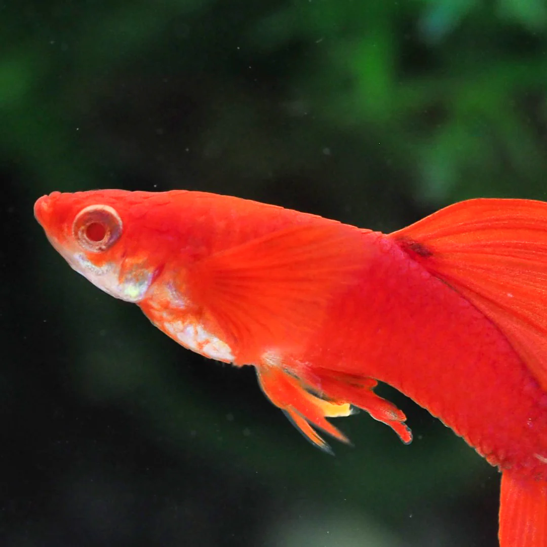 Albino Full Red Big Dorsal Guppy Fish - Image 3