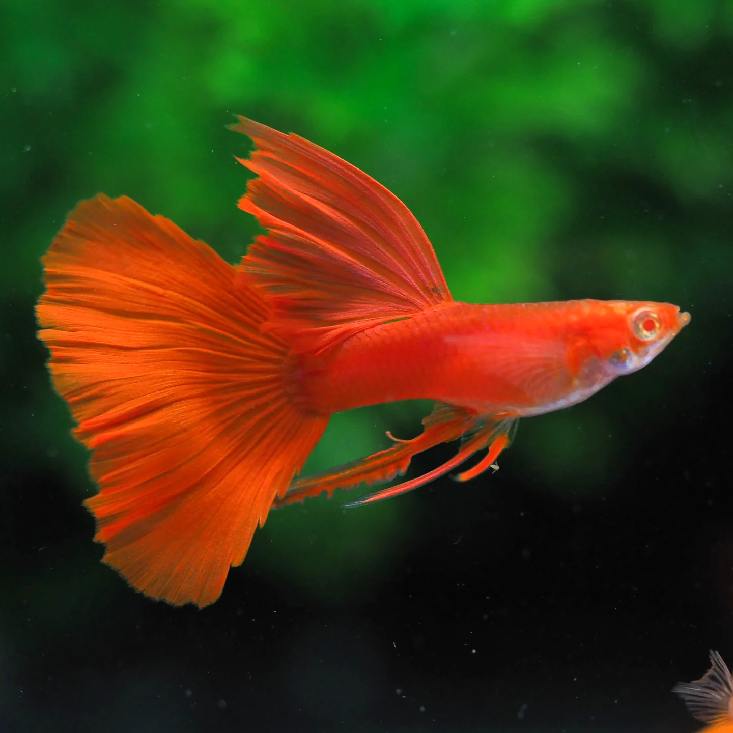 Albino Full Red Big Dorsal Guppy Fish - Image 4