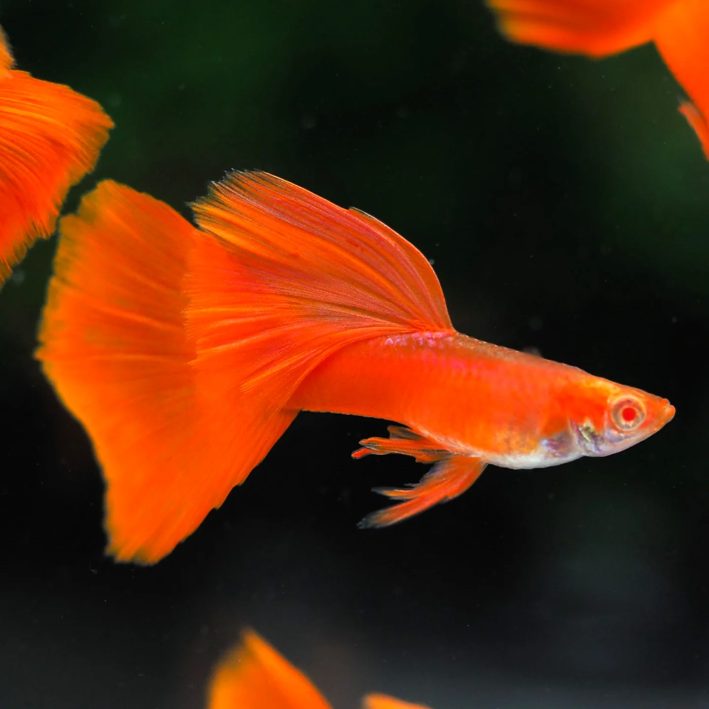 Albino Full Red Big Dorsal Guppy Fish - Image 5
