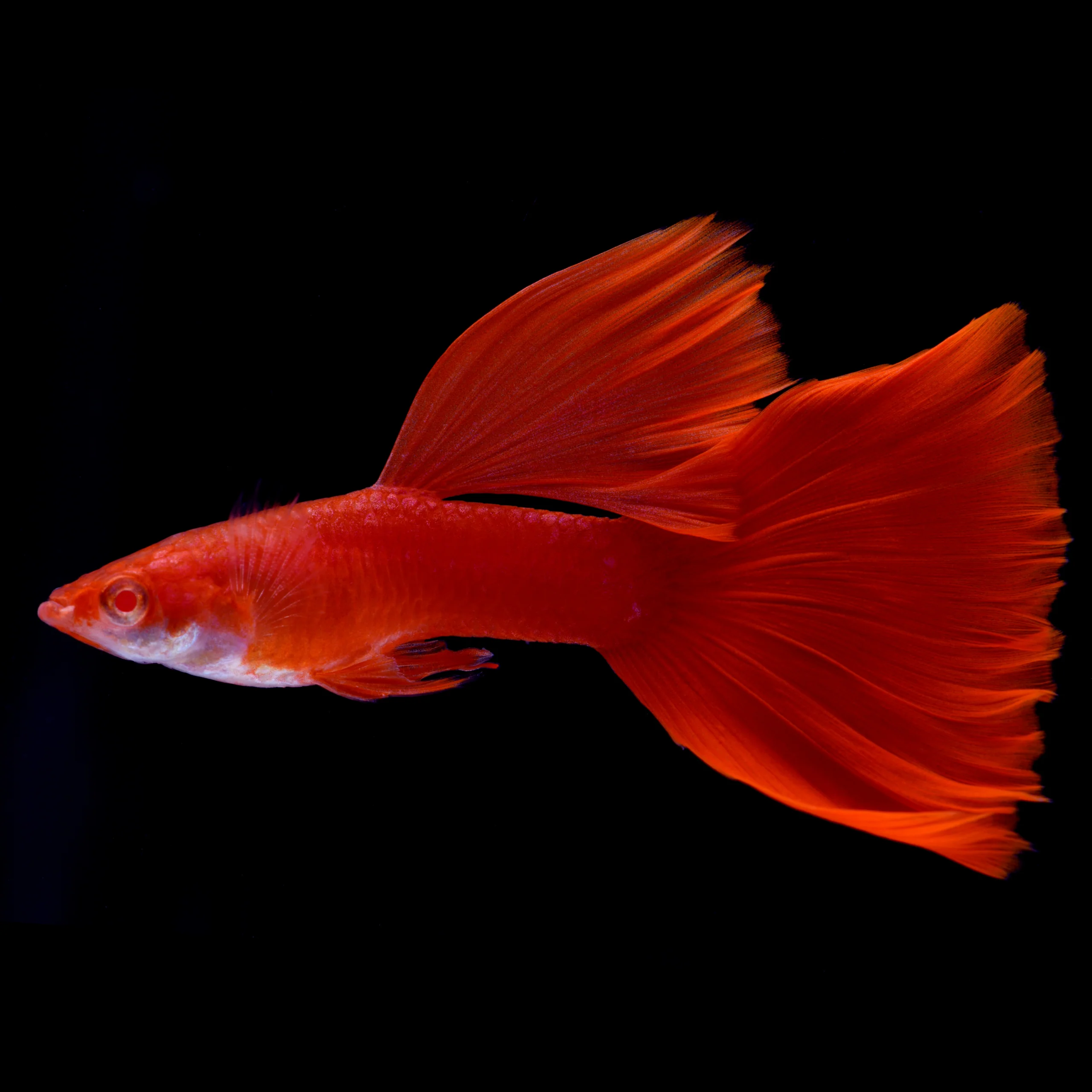 Albino Full Red Big Dorsal Guppy Fish - Image 6