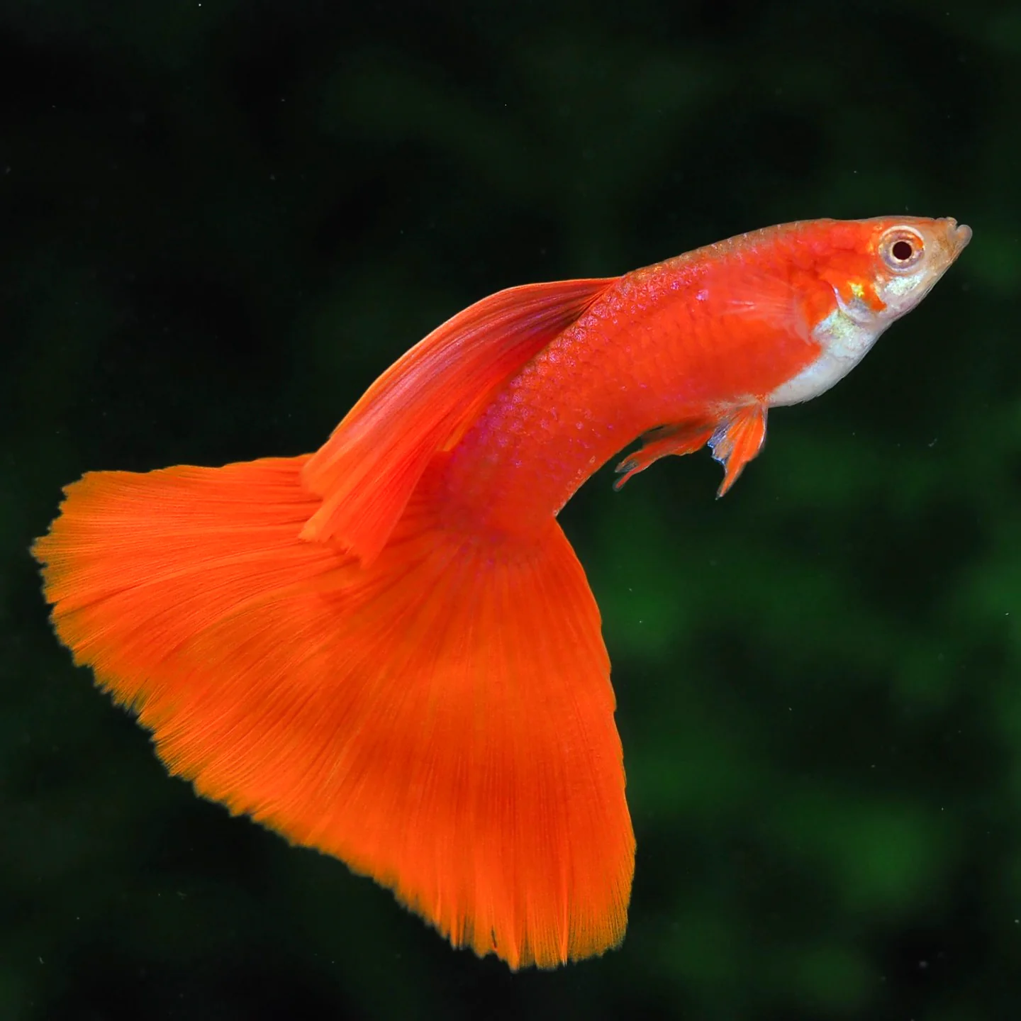 Albino Full Red Big Dorsal Guppy Fish - Image 7