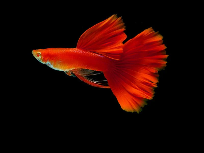 Albino Full Red Big Dorsal Guppy Fish - Image 8