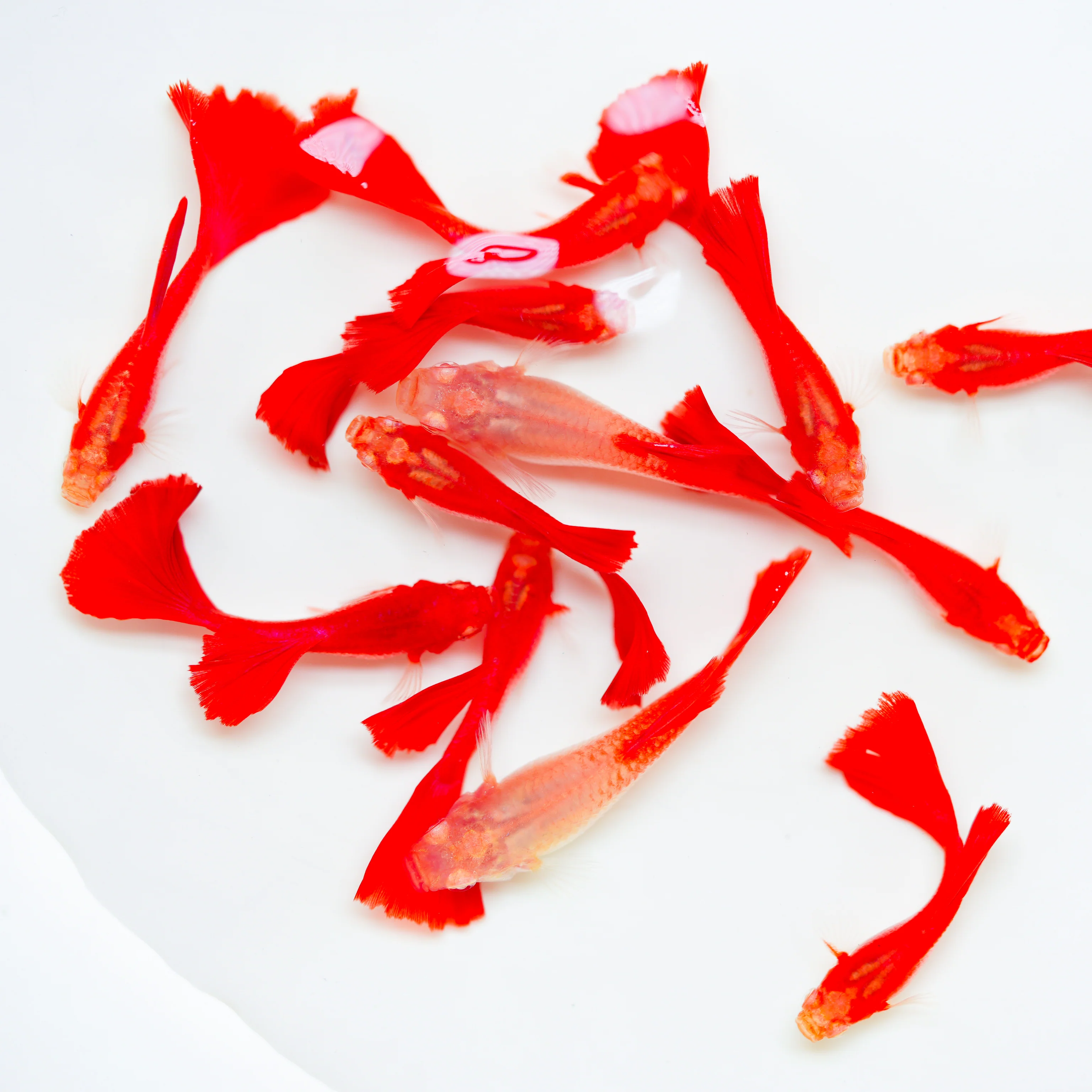 Albino Full Red Big Dorsal Guppy Fish - Image 9