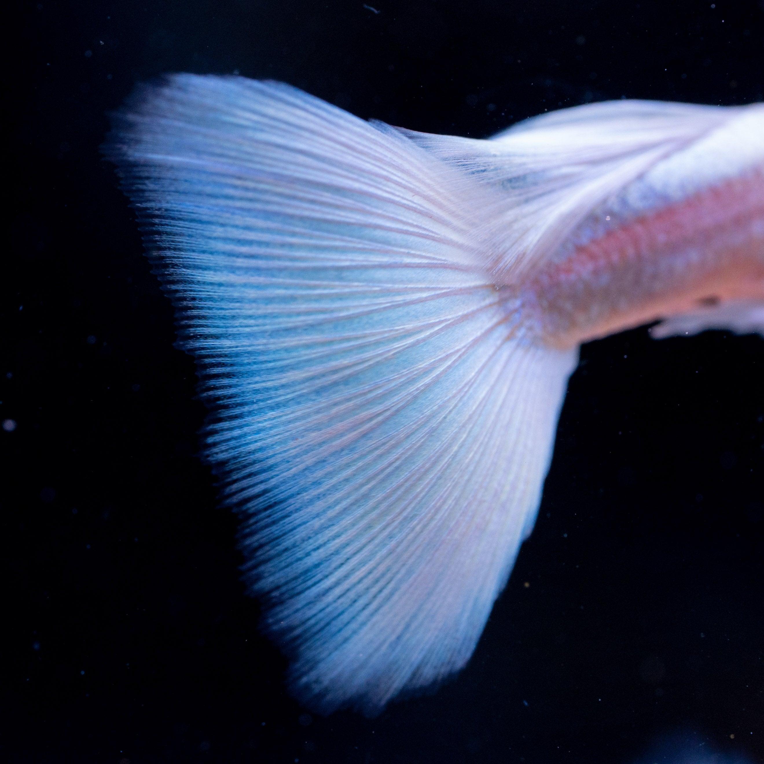 Full White Platinum Guppy Fish - Image 3