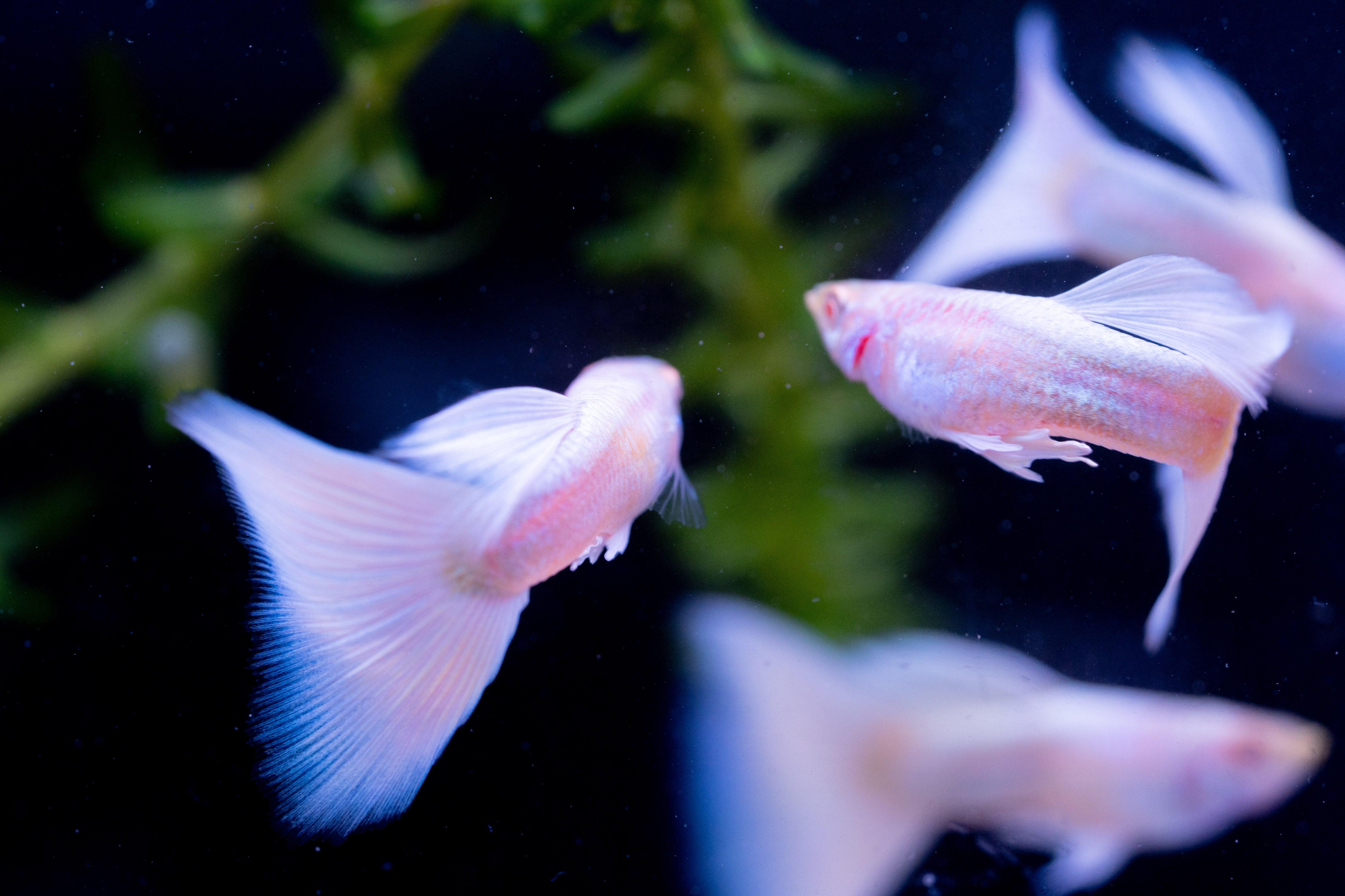 Full White Platinum Guppy Fish - Image 4