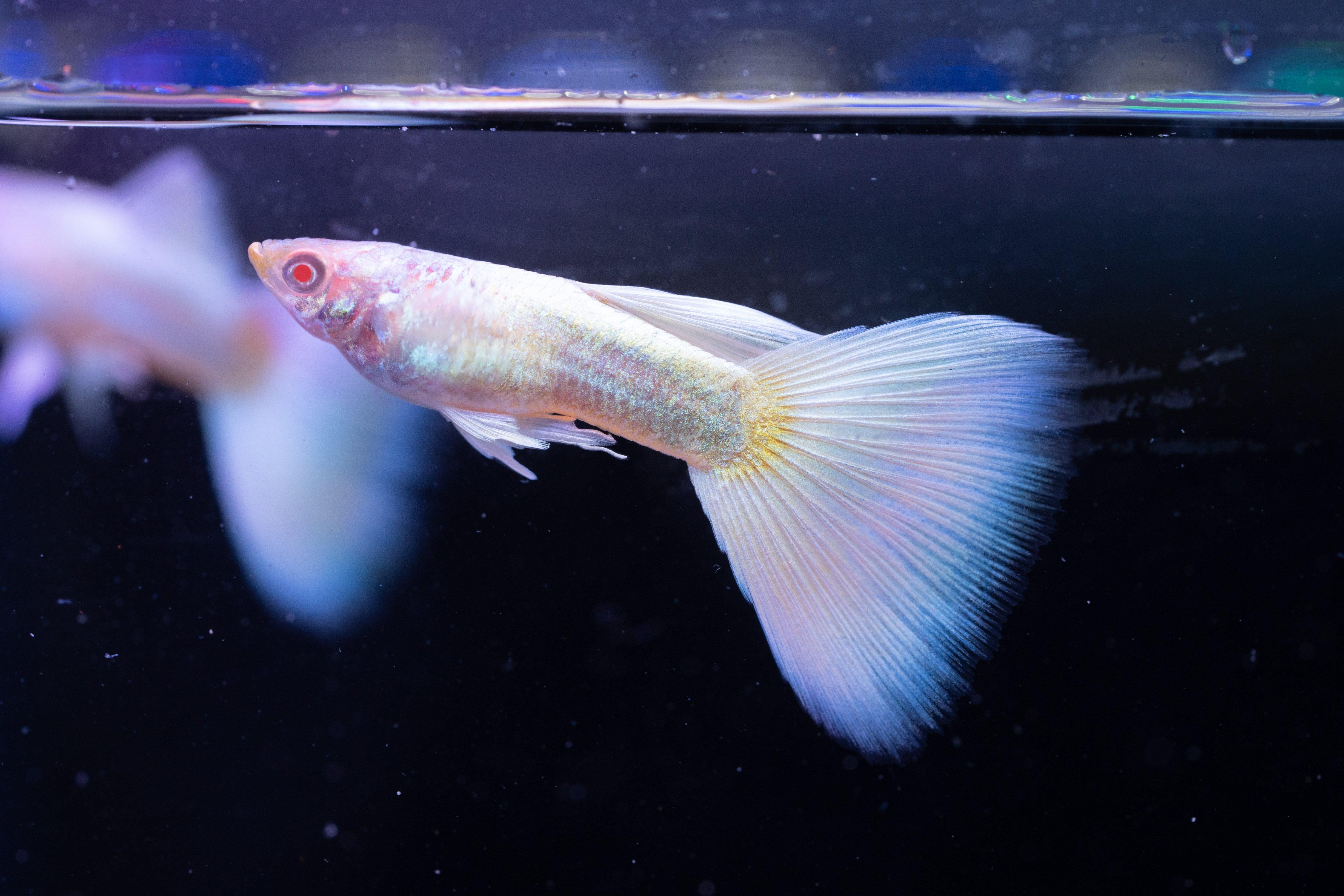 Full White Platinum Guppy Fish - Image 5