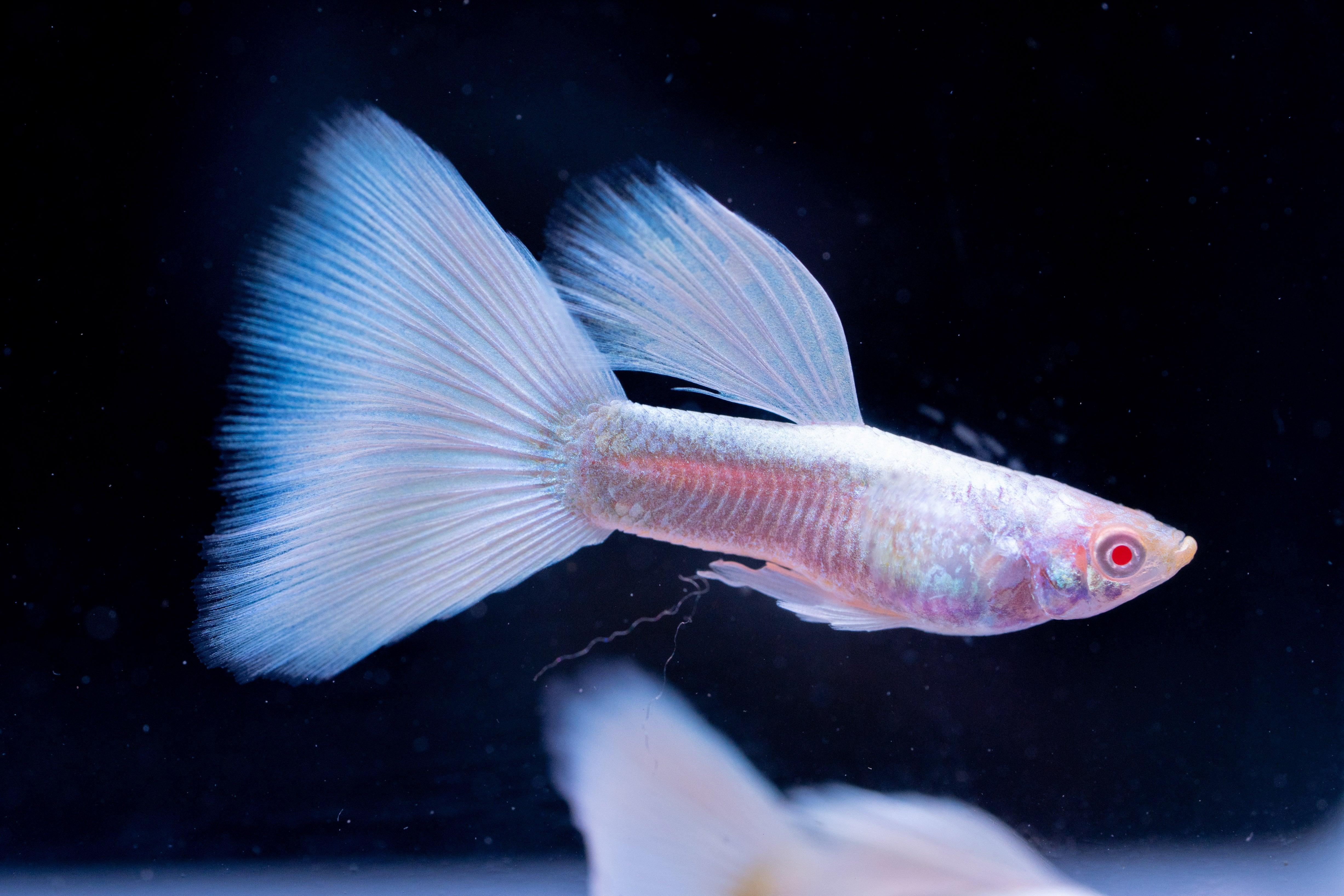 Full White Platinum Guppy Fish - Image 6