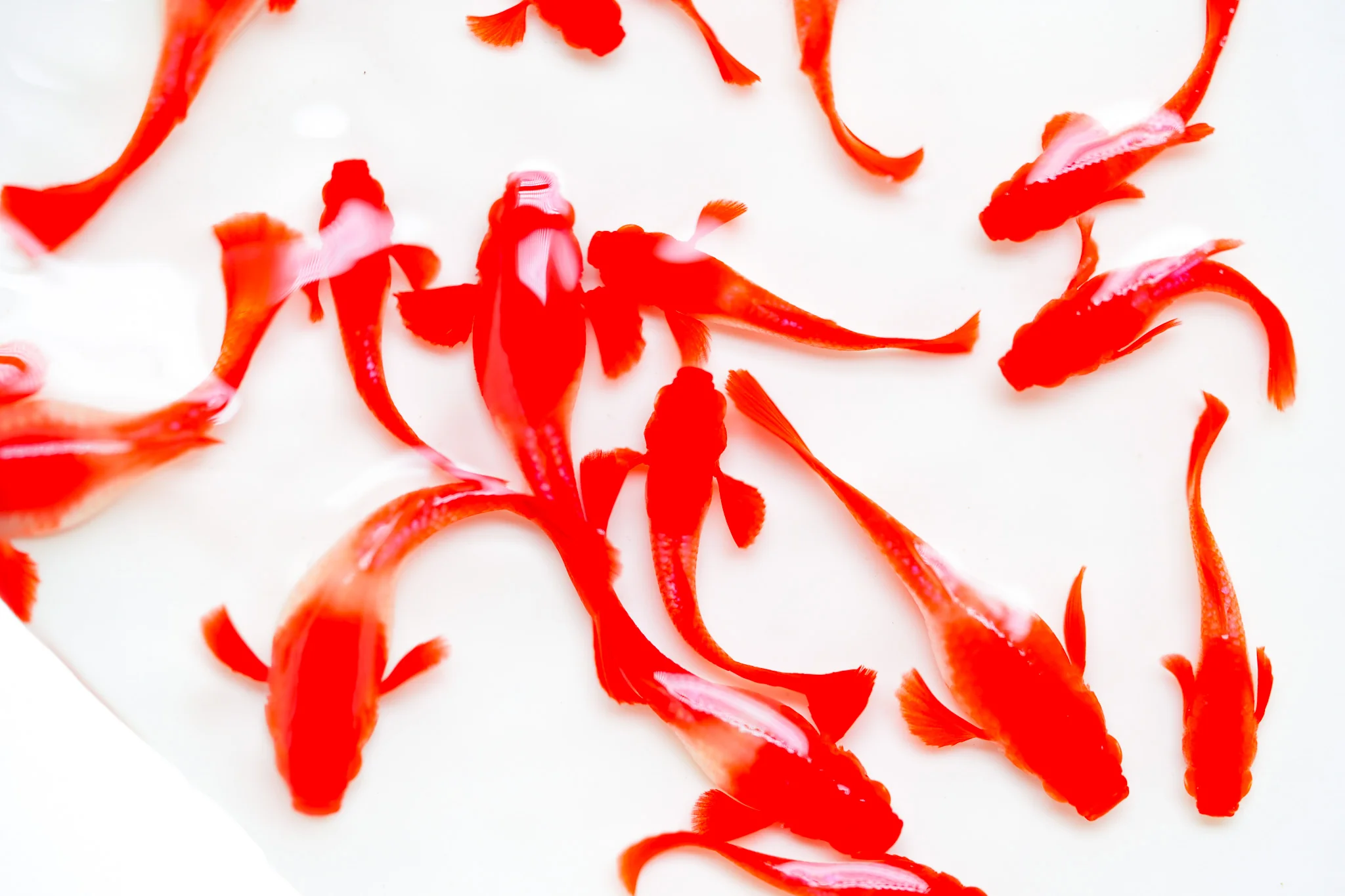 Koi Red Ear Guppy Fish - Image 3