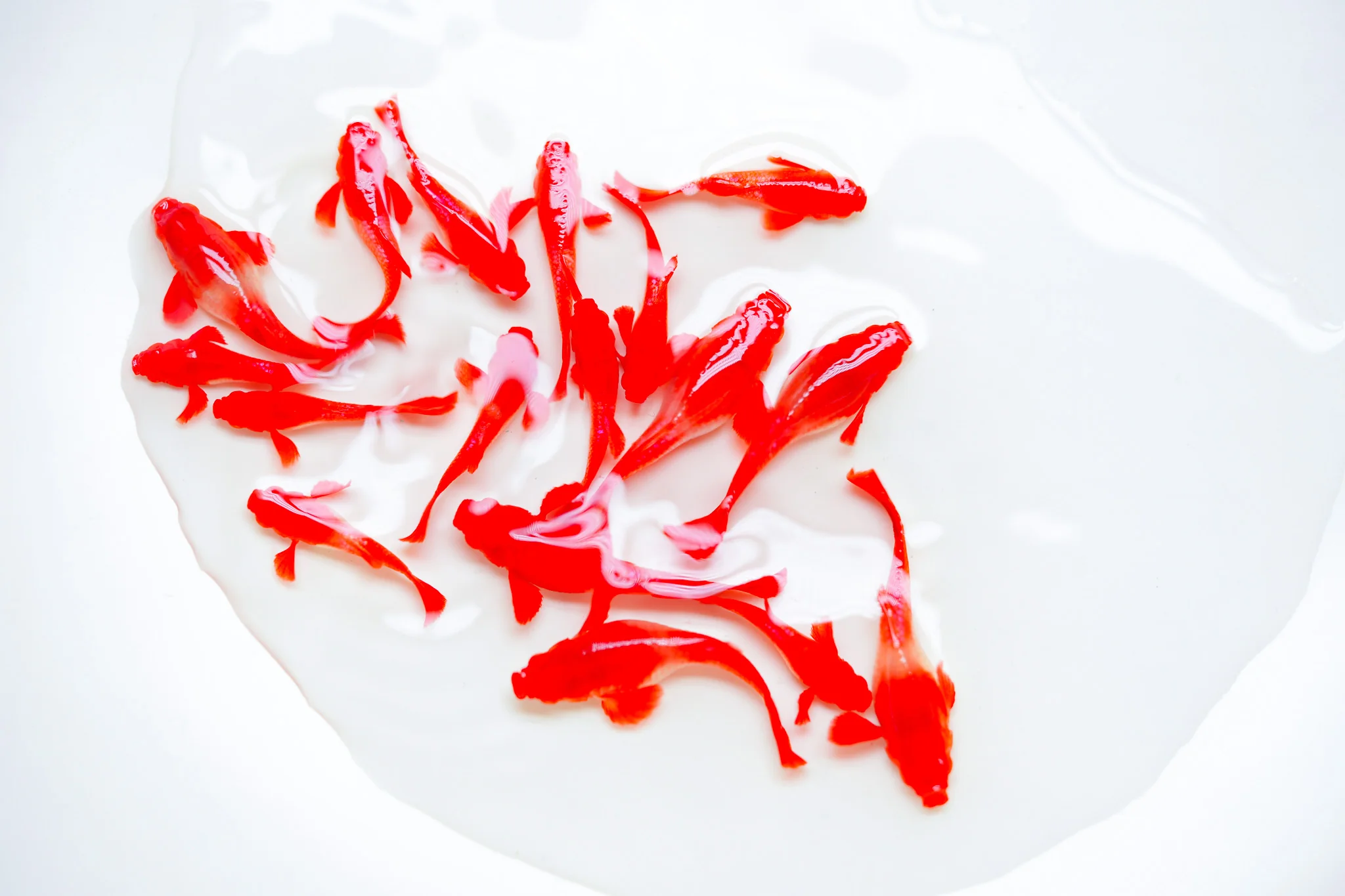 Koi Red Ear Guppy Fish - Image 4