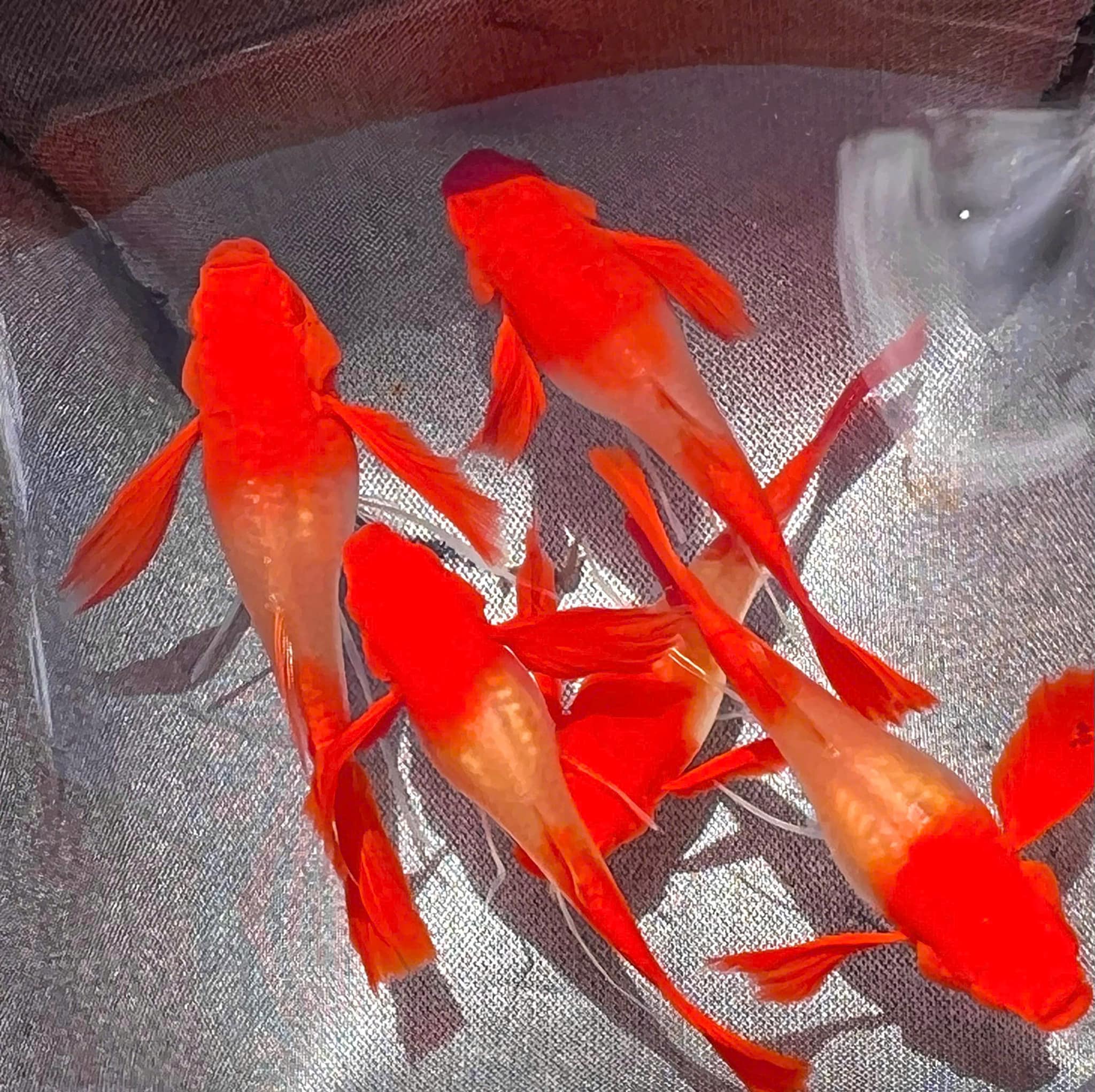 Koi Red Ear Guppy Fish - Image 5