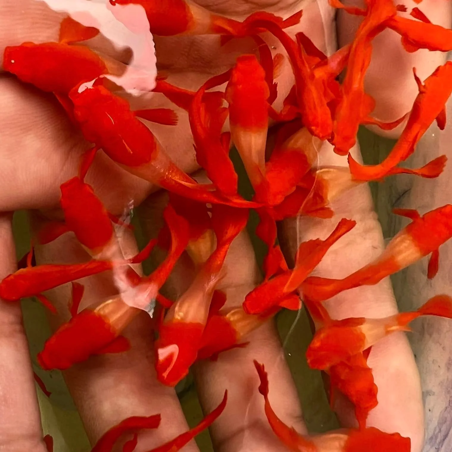 Koi Red Ear Guppy Fish - Image 6