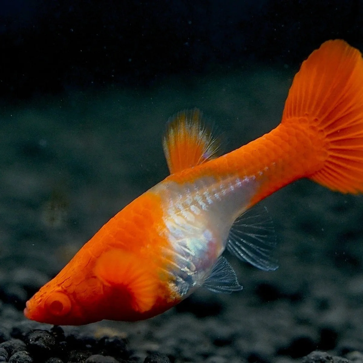 Koi Red Ear Guppy Fish - Image 7