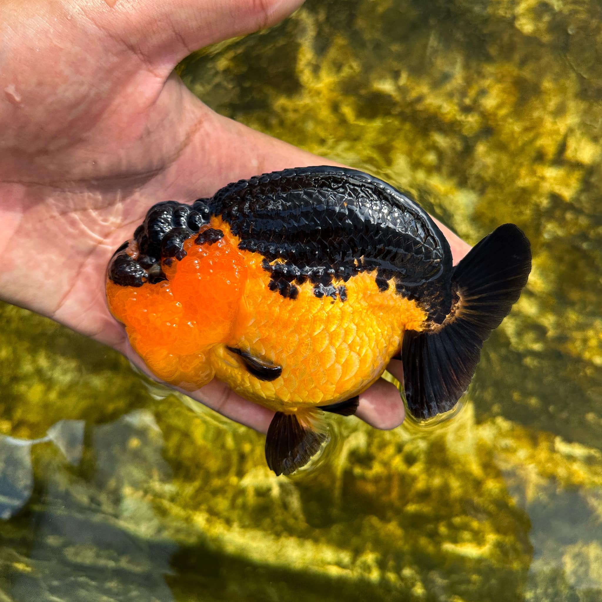 Apache Ranchu Goldfish | Mystery Goldfish | AAA Grade - Image 3