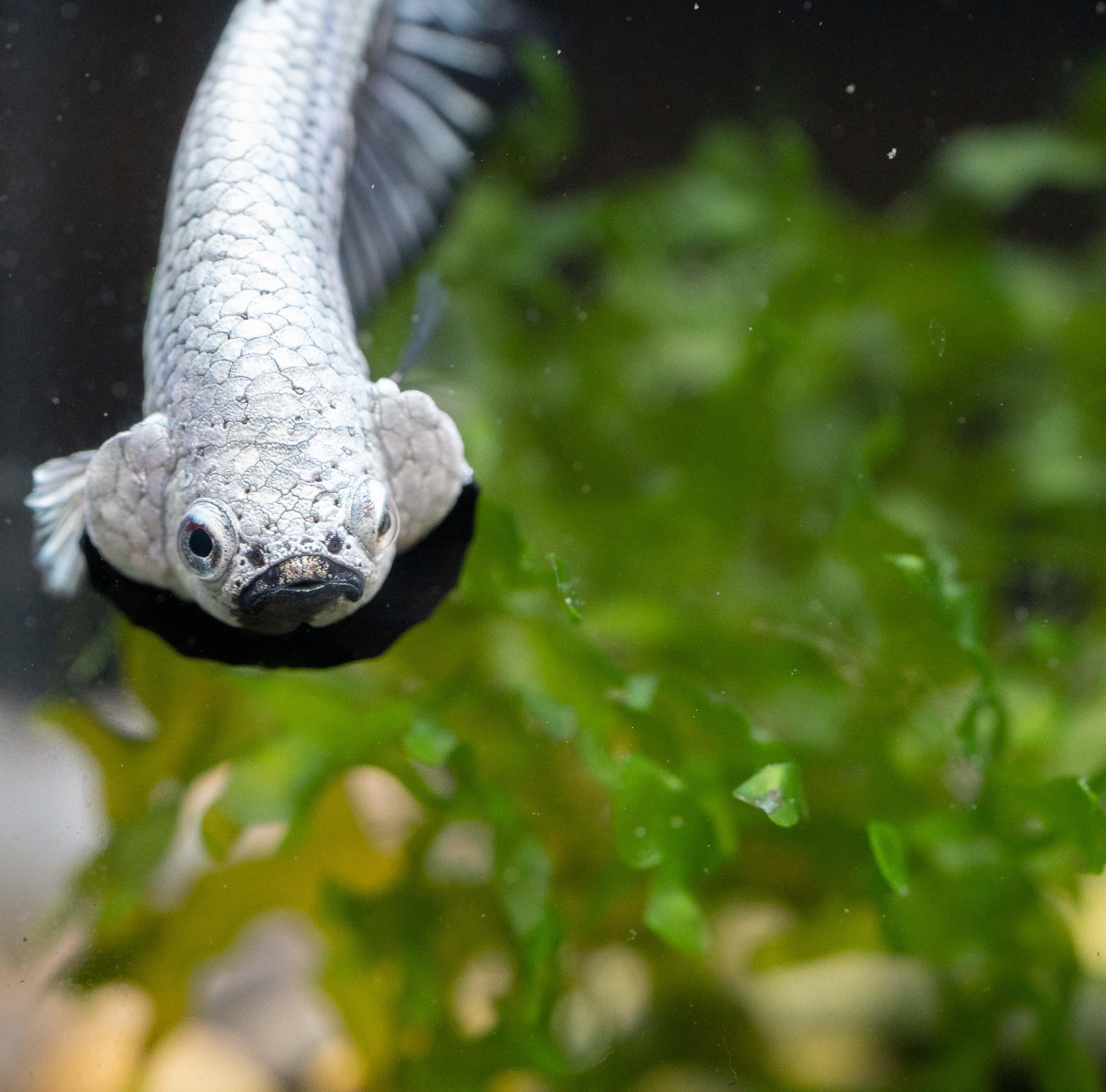 Black Dragon Plakat Male Betta Fish - Image 3