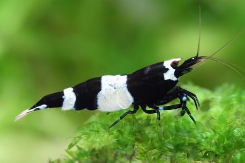 Black Panda Caridina Shrimp - Image 3