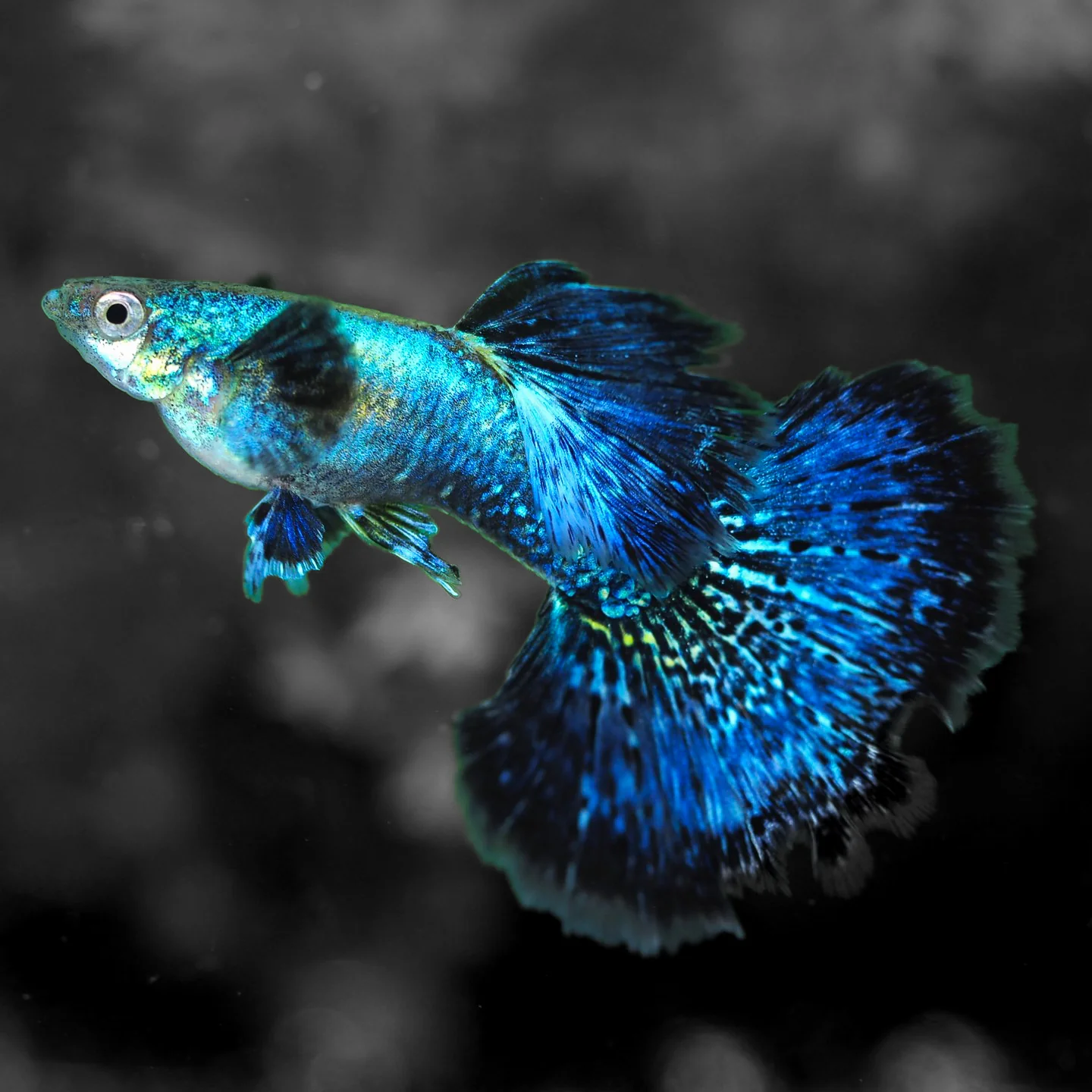 Blue Dragon Guppy Fish - Image 3