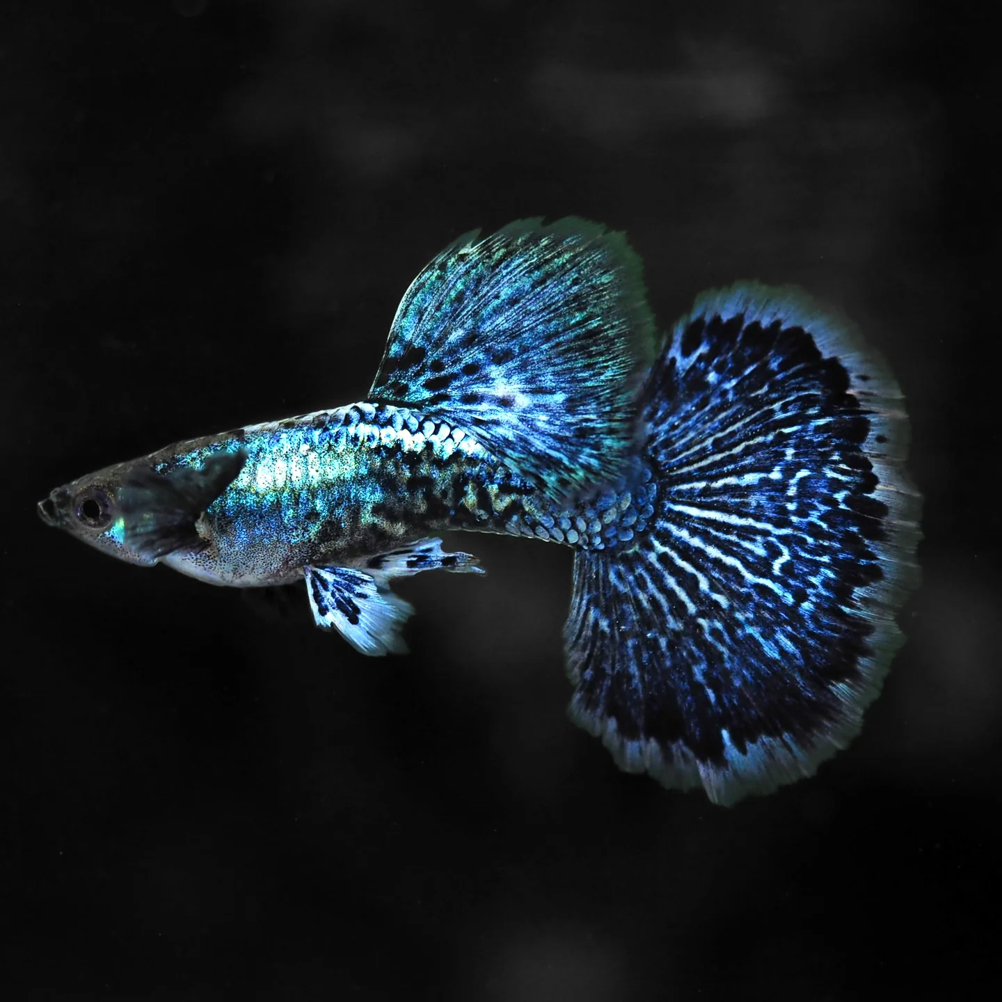 Blue Dragon Guppy Fish - Image 4