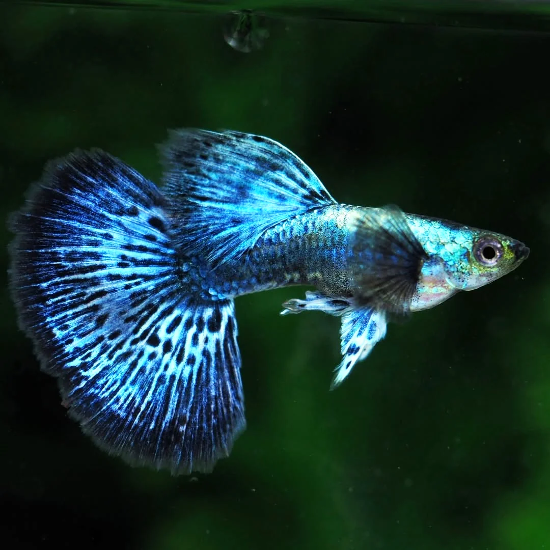 Blue Dragon Guppy Fish - Image 5