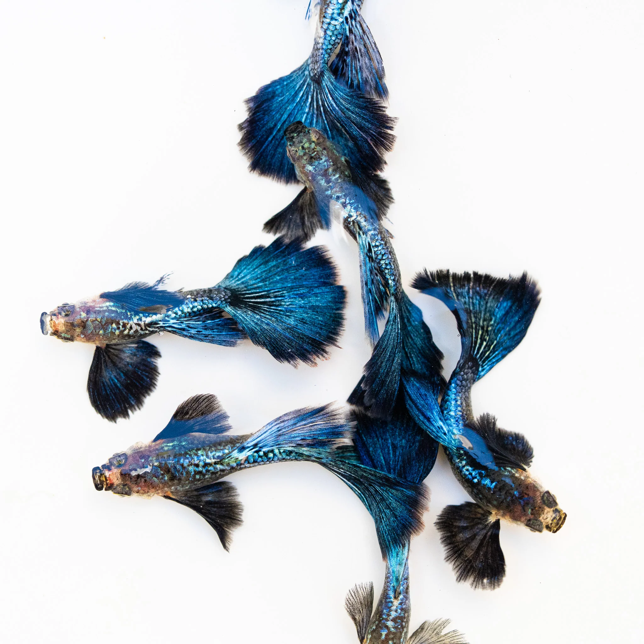 Blue Dragon Guppy Fish - Image 6