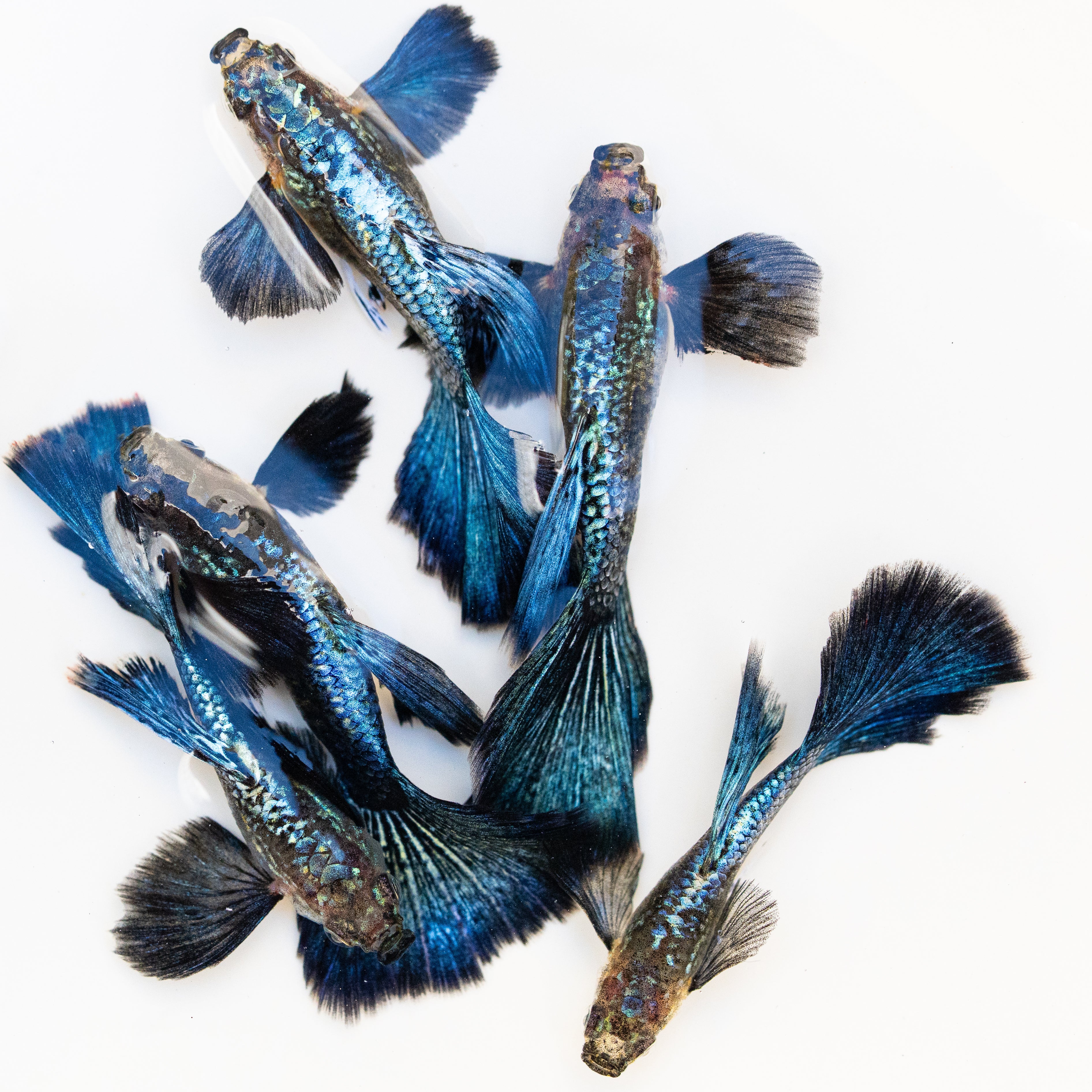 Blue Dragon Guppy Fish - Image 7