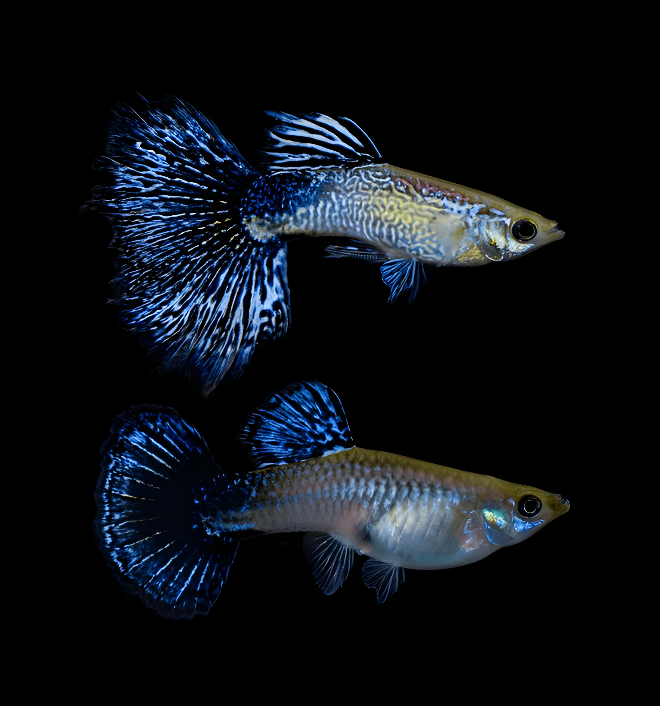 Blue Dragon Guppy Fish - Image 8