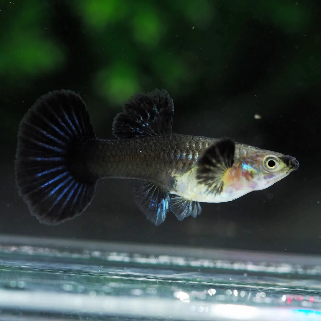 Blue Dragon Guppy Fish - Image 9