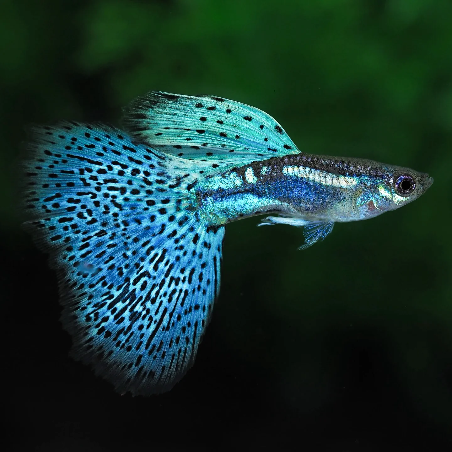 Blue Grass Fancy Guppy Fish - Image 3