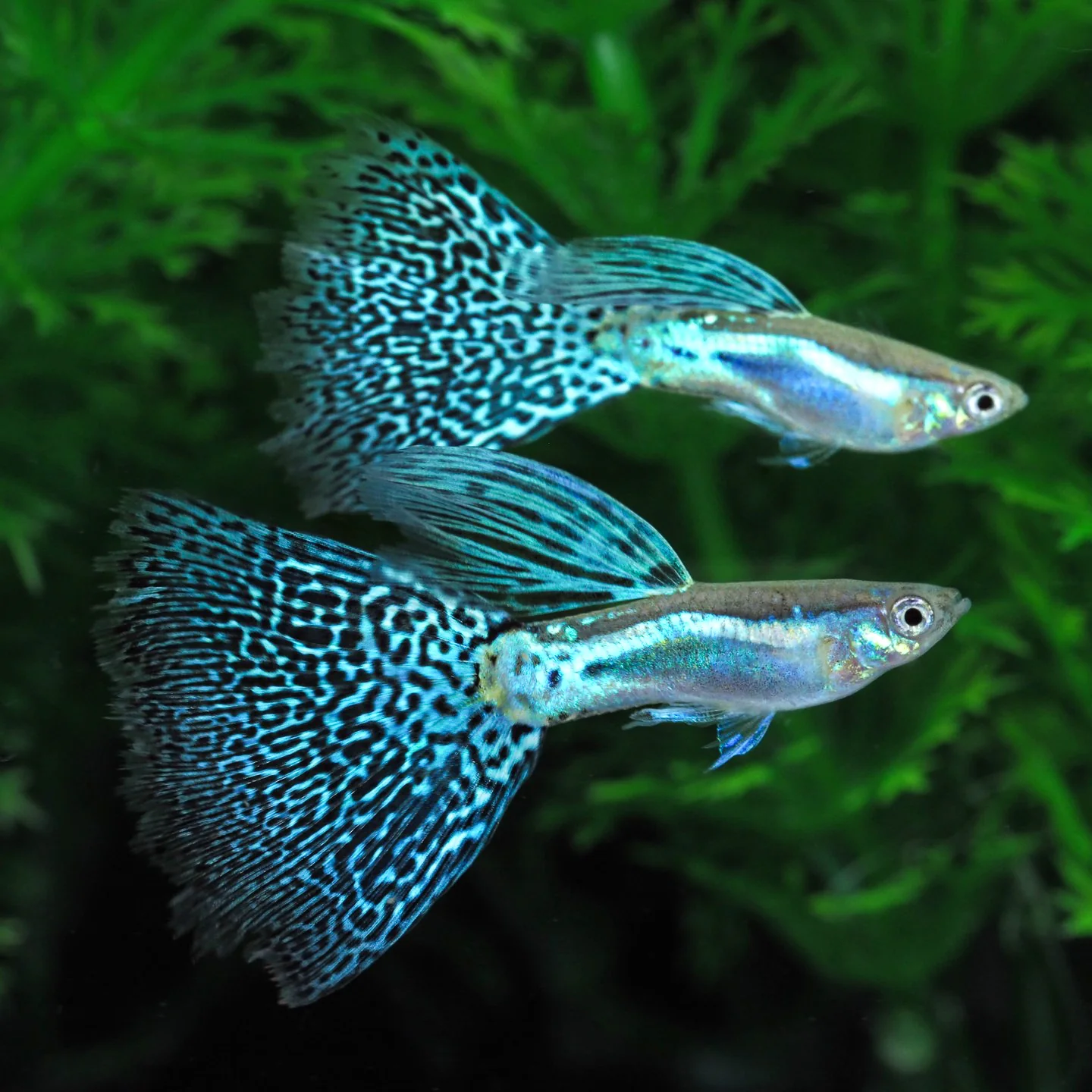 Blue Grass Fancy Guppy Fish - Image 4