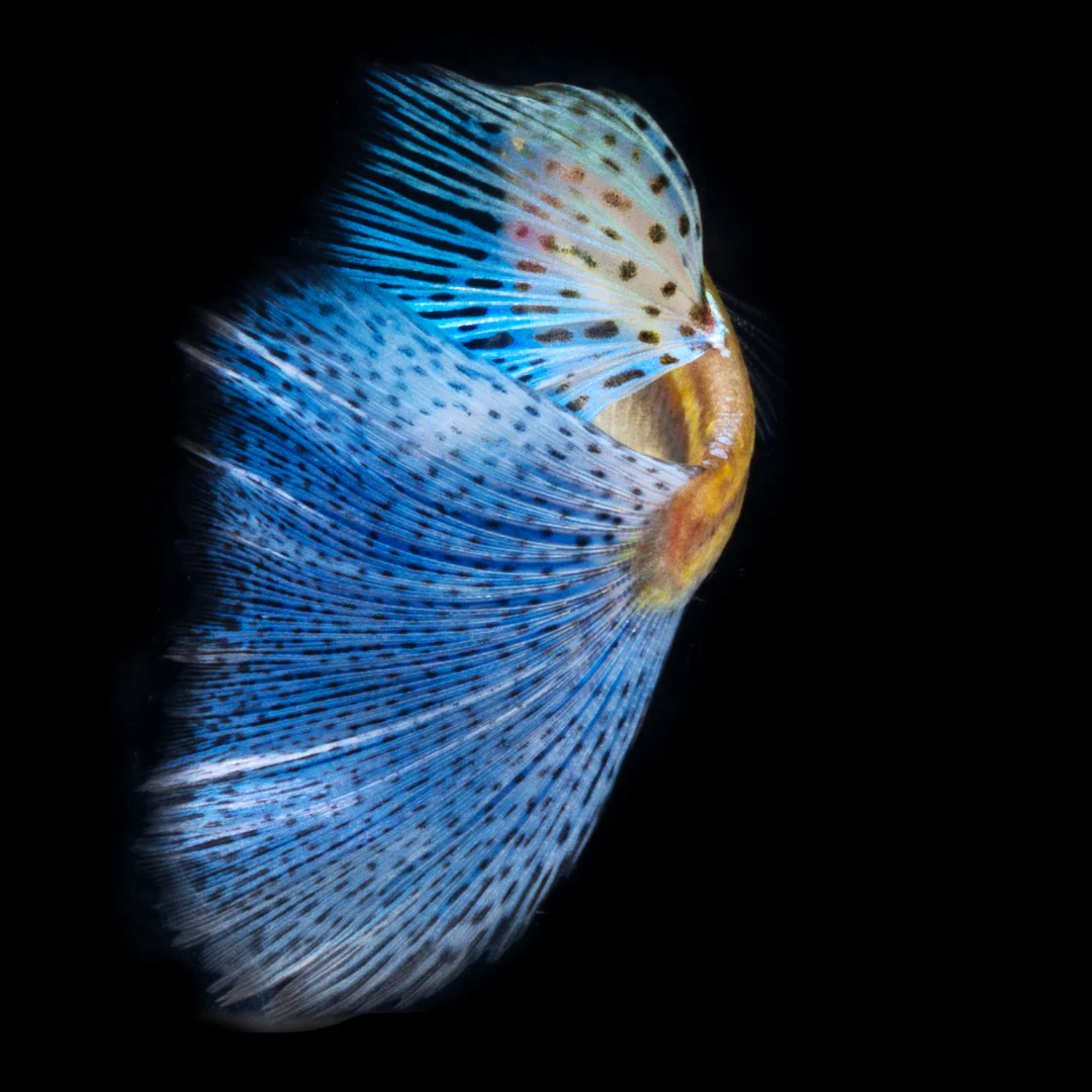 Blue Grass Fancy Guppy Fish - Image 5