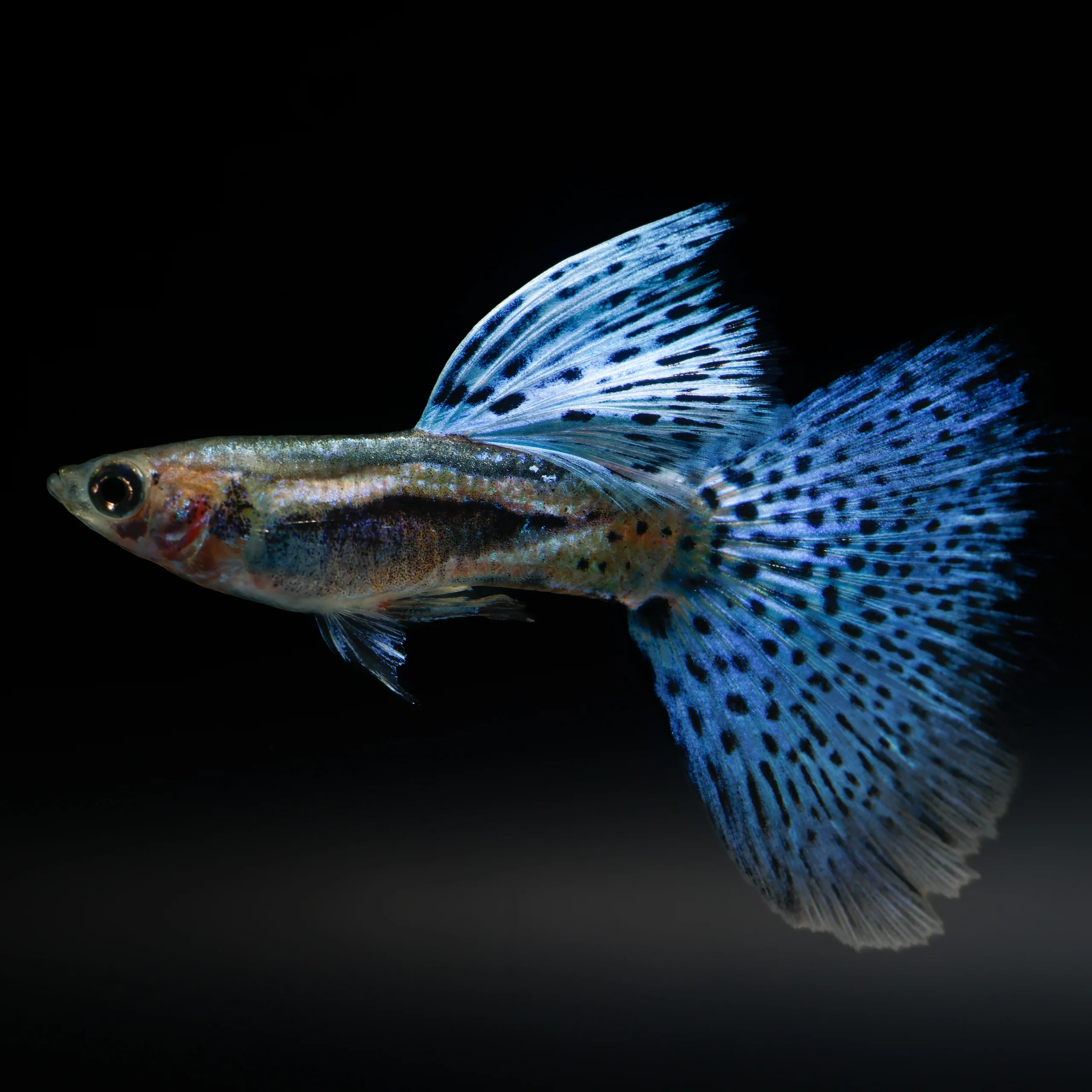Blue Grass Fancy Guppy Fish - Image 6