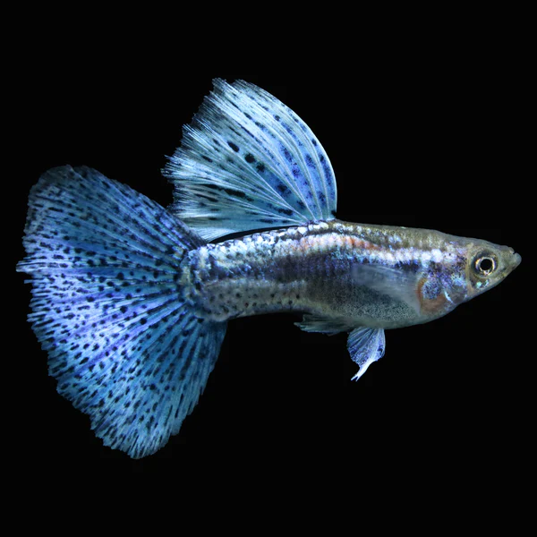Blue Grass Fancy Guppy Fish - Image 7