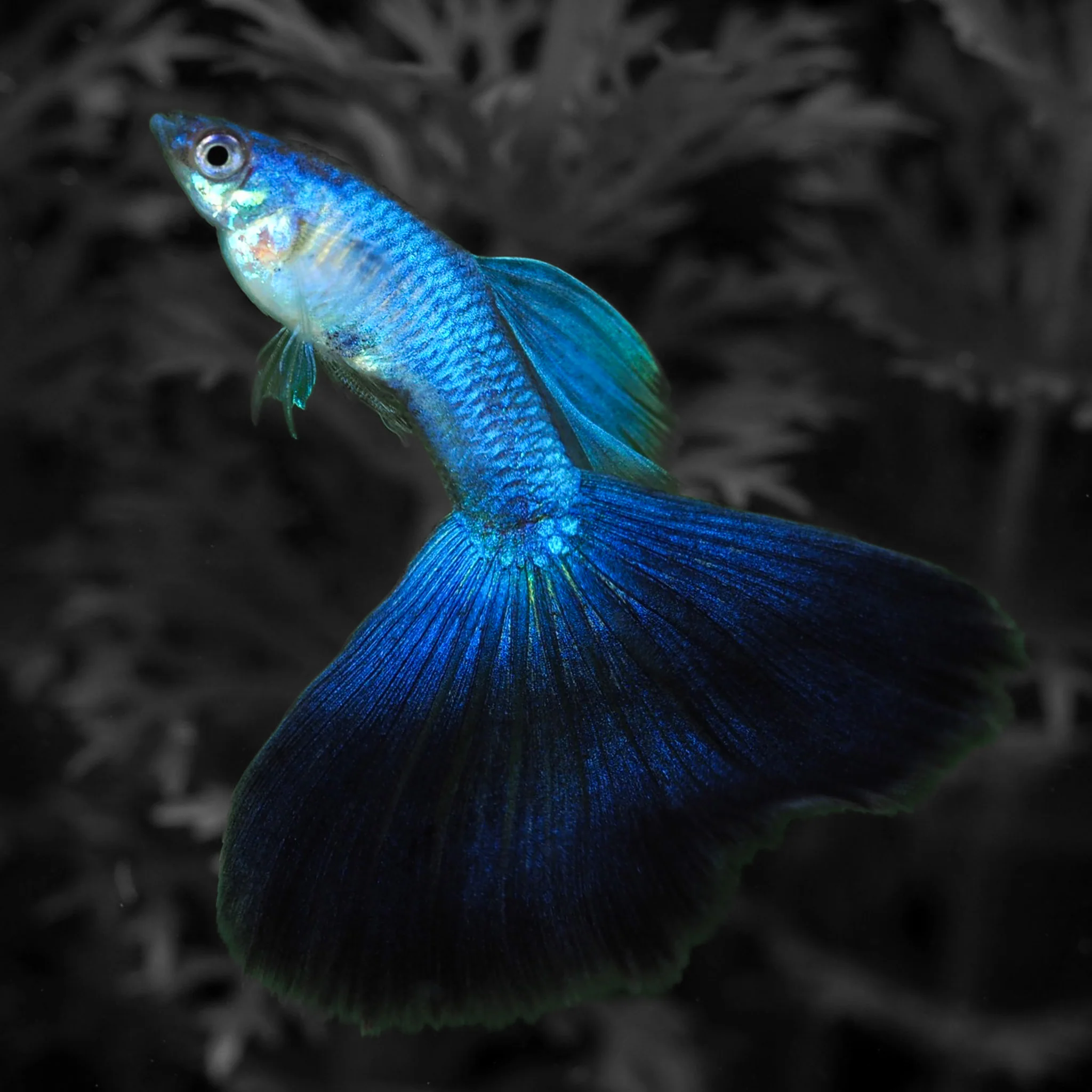 Blue Japan Guppy Fish - Image 3