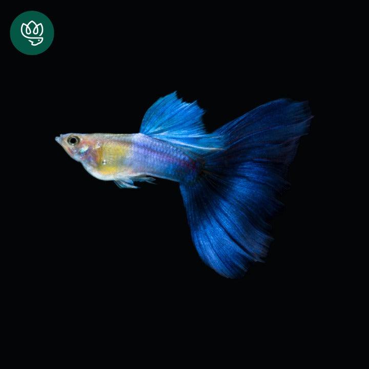 Blue Japan Guppy Fish - Image 4