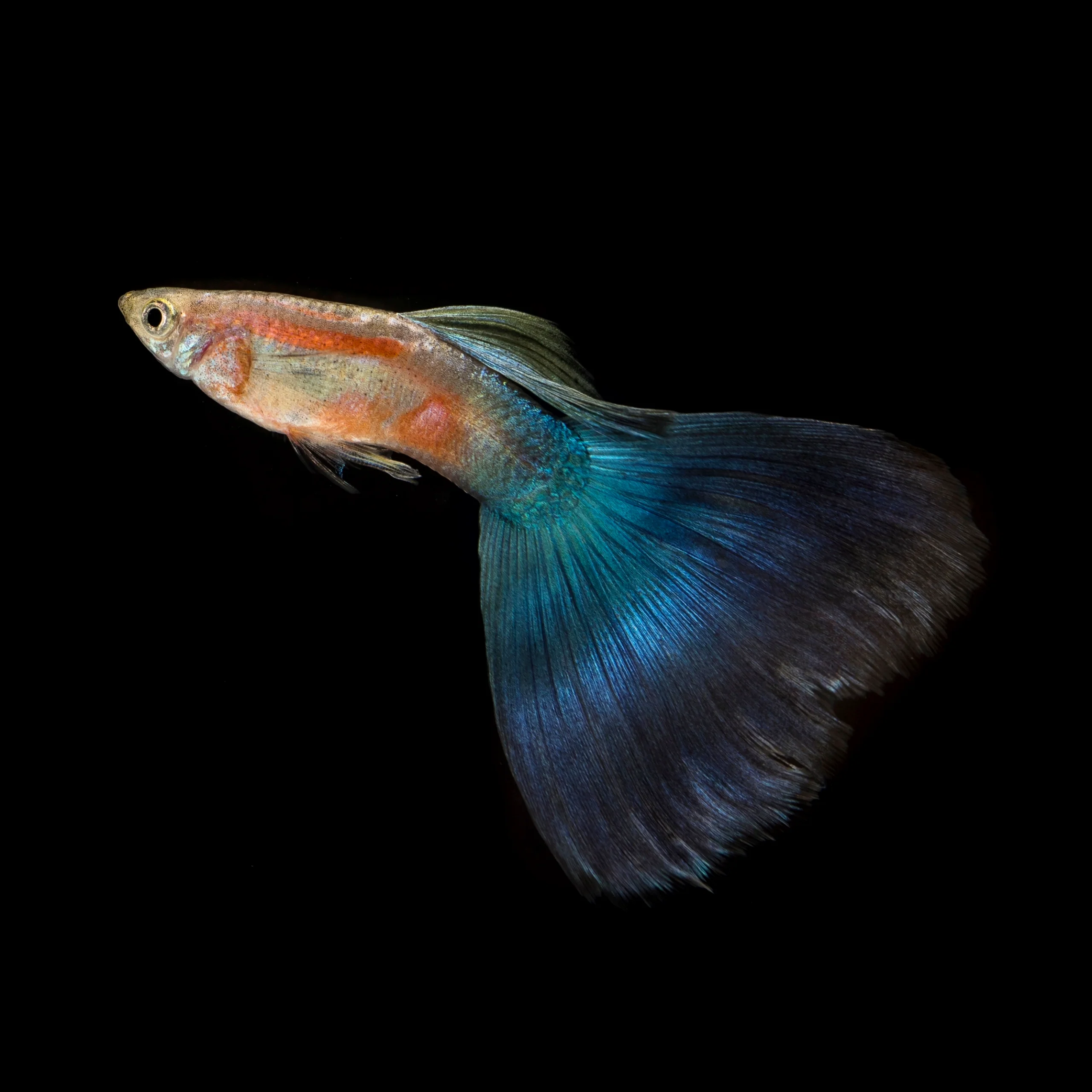 Blue Japan Guppy Fish - Image 5
