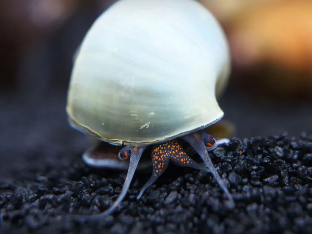 Blue Mystery Snail - Image 3