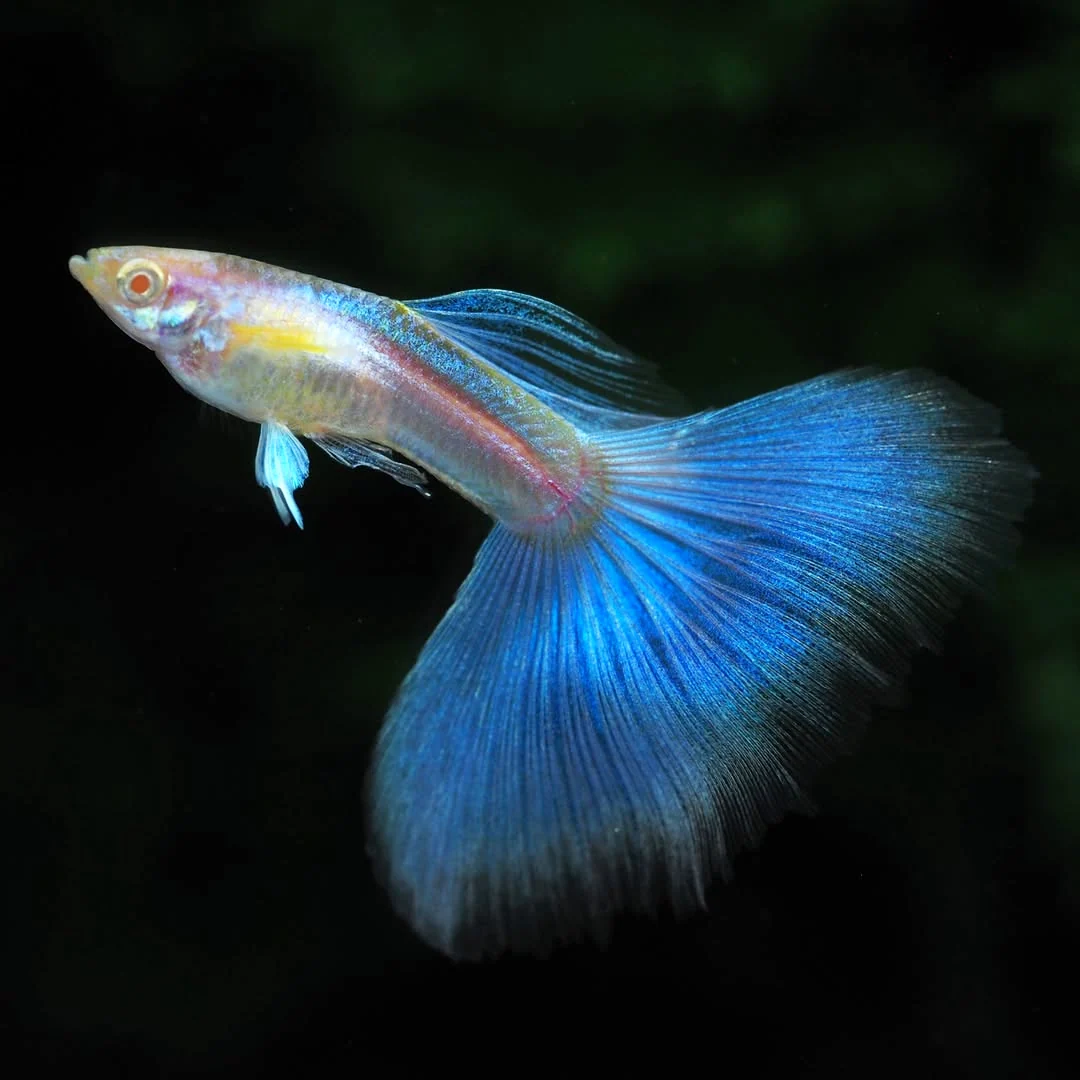 Blue Topaz Big Dorsal Guppy Fish - Image 3