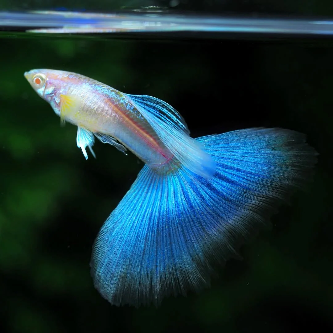Blue Topaz Big Dorsal Guppy Fish - Image 4