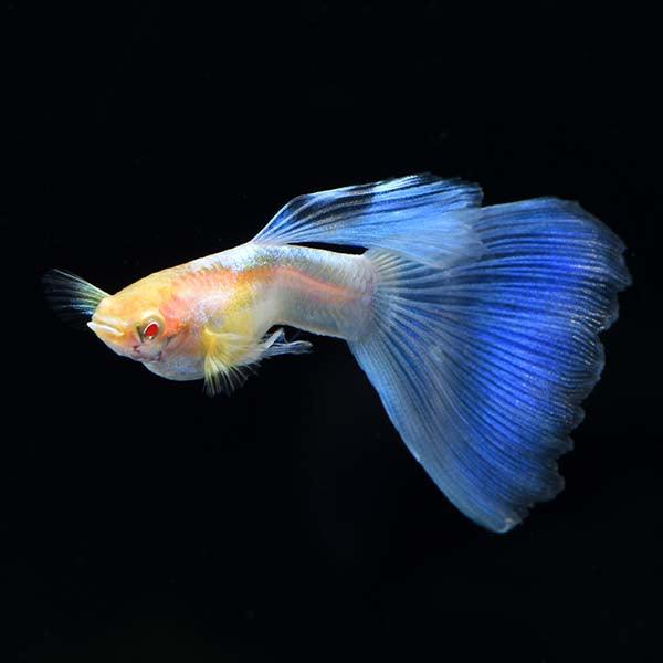 Blue Topaz Big Dorsal Guppy Fish - Image 5