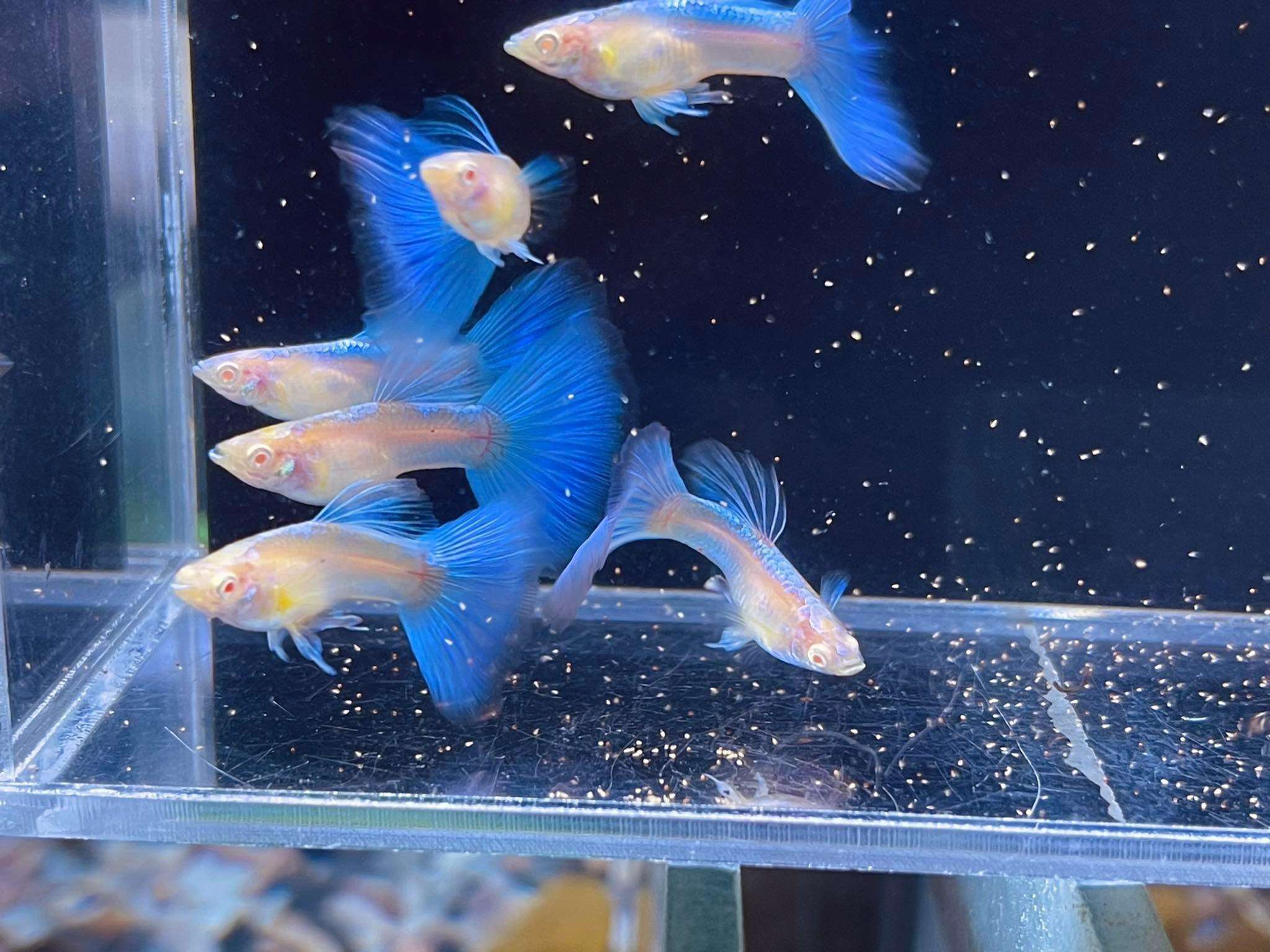 Blue Topaz Big Dorsal Guppy Fish - Image 6