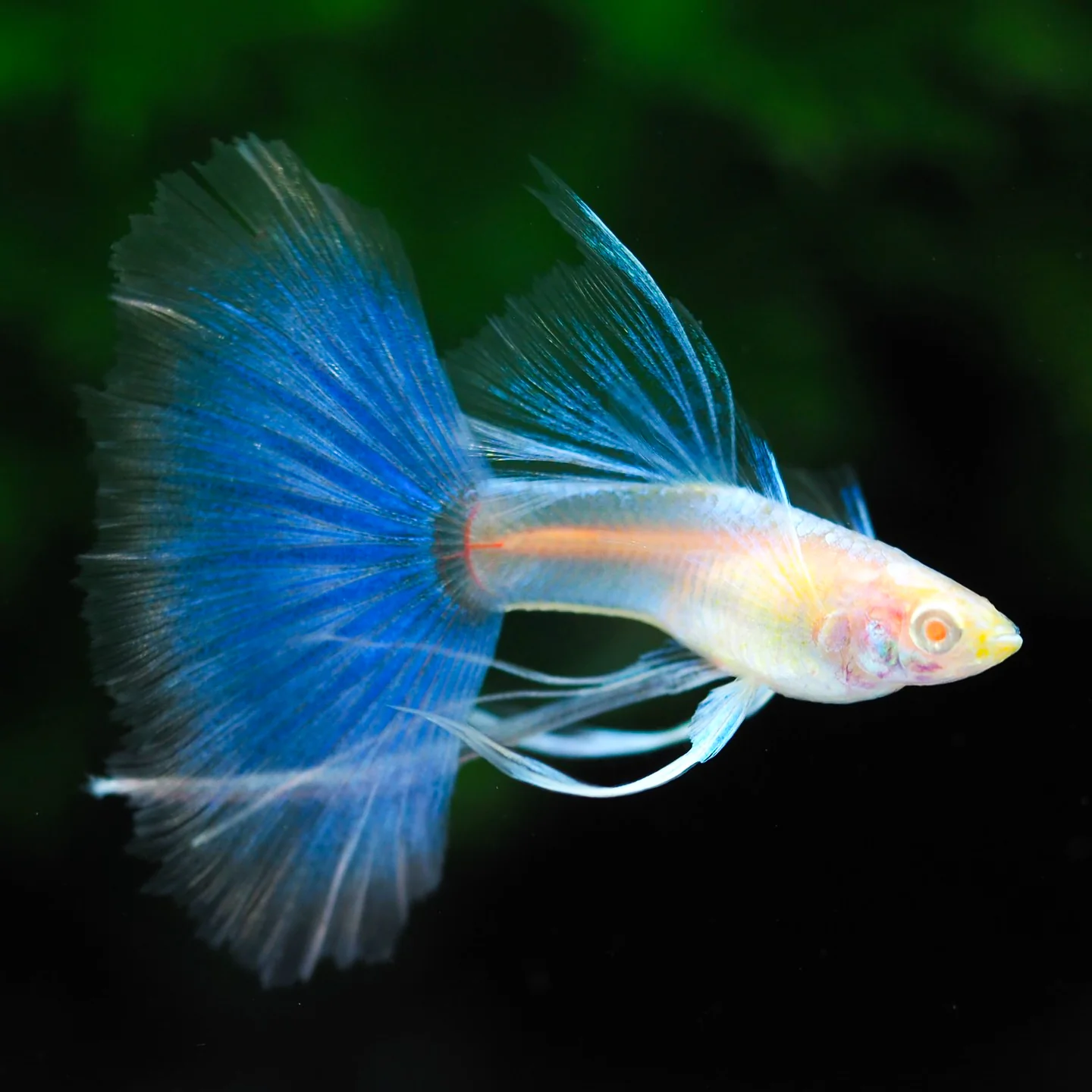 Blue Topaz Fin C Guppy Fish - Image 3