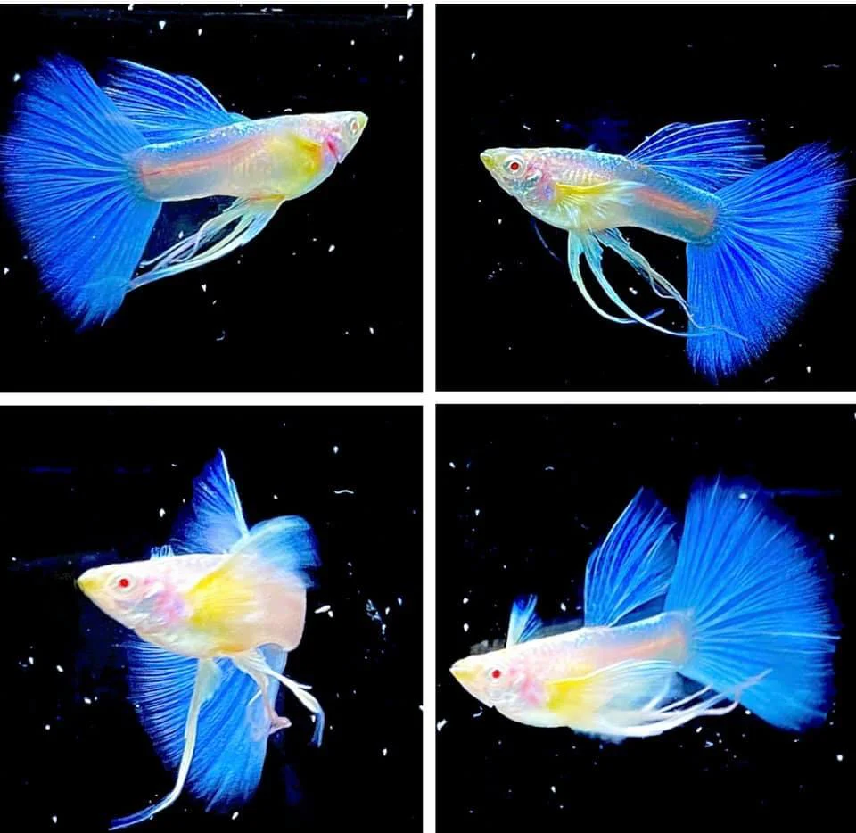 Blue Topaz Fin C Guppy Fish - Image 4