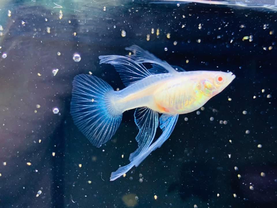 Blue Topaz Fin C Guppy Fish - Image 5