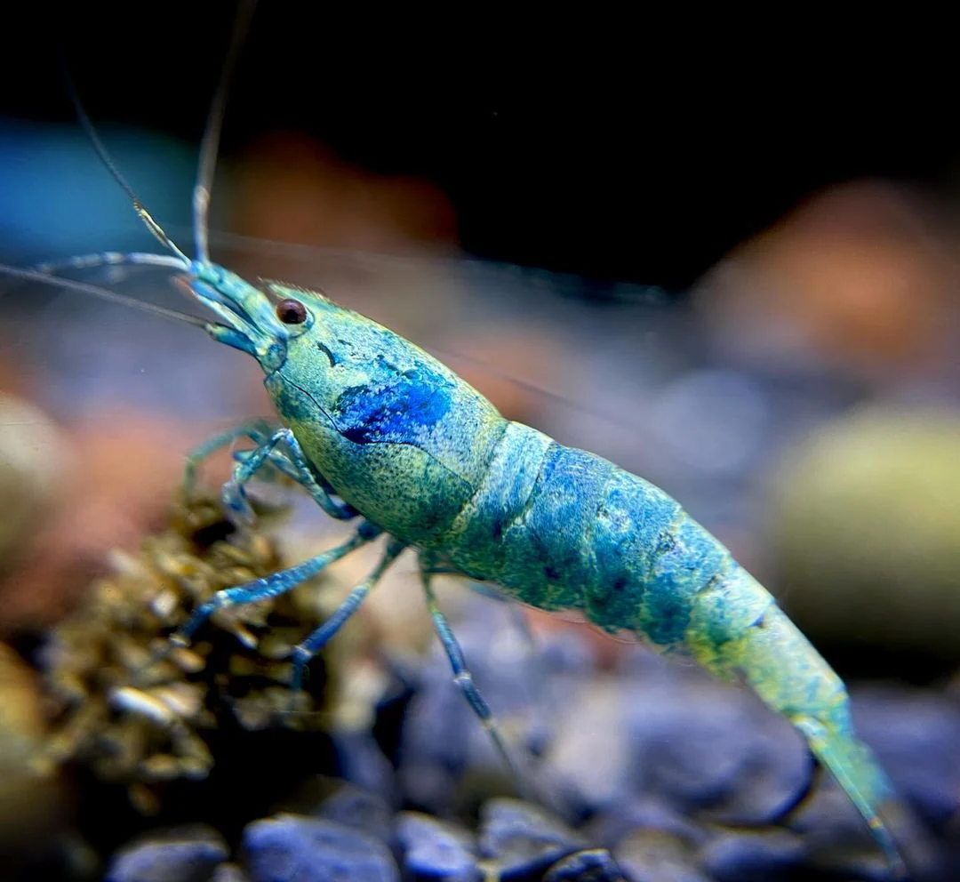 Bluebolt Caridina Shrimp - Image 3