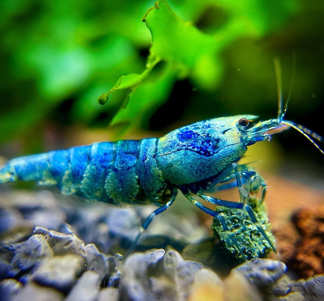 Bluebolt Caridina Shrimp - Image 4