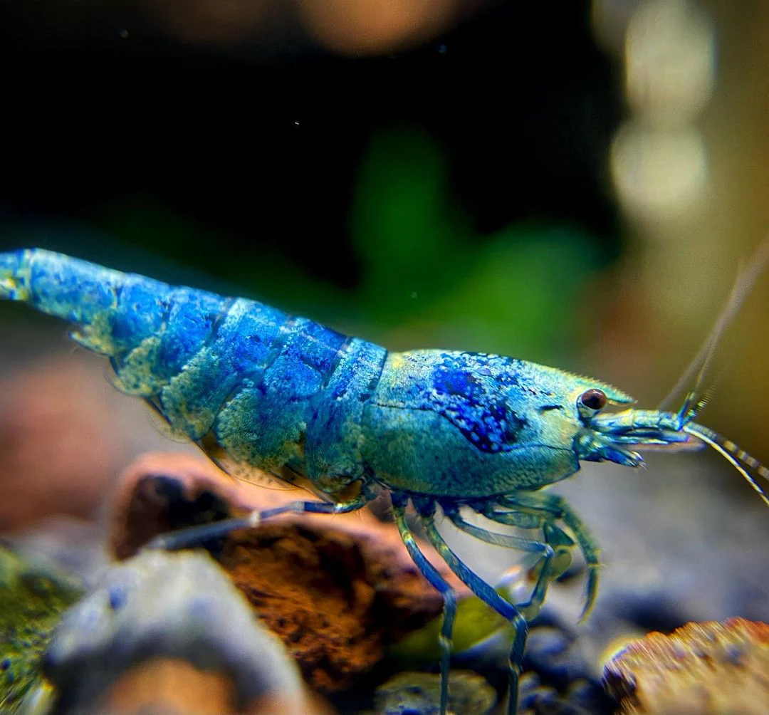 Bluebolt Caridina Shrimp - Image 5