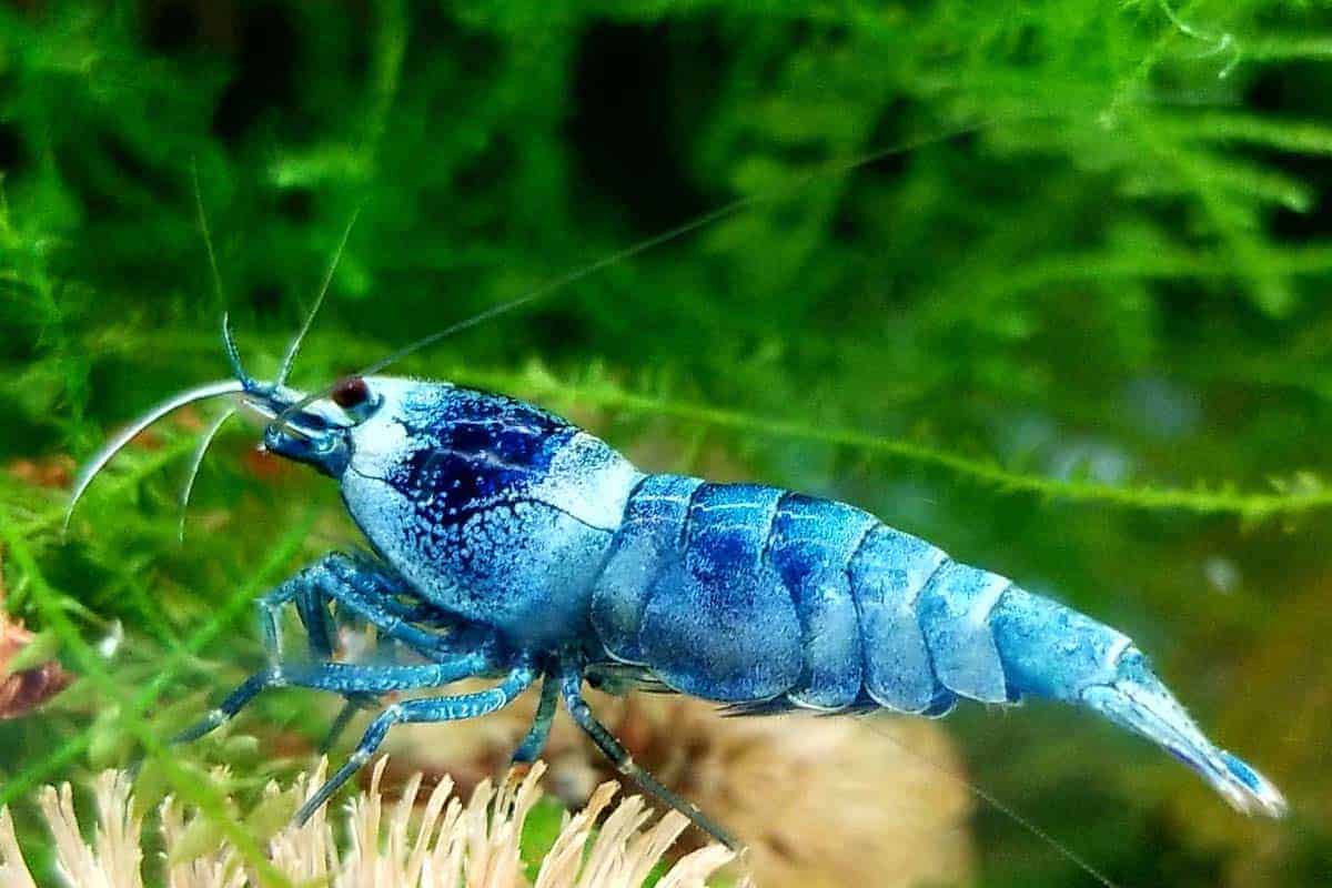 Bluebolt Caridina Shrimp - Image 6